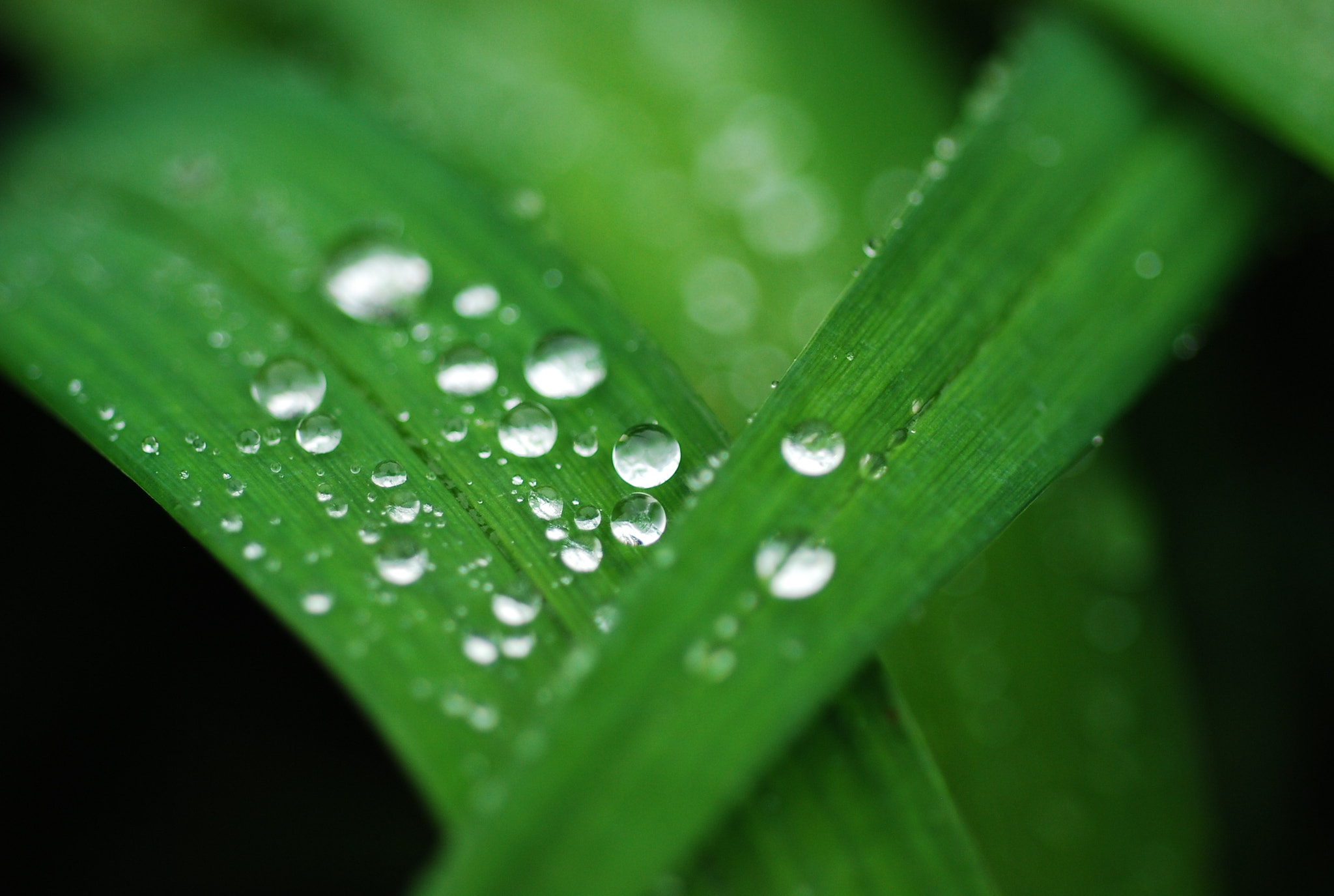 Nikon D80 + Nikon AF Micro-Nikkor 60mm F2.8D sample photo. Rain drops photography