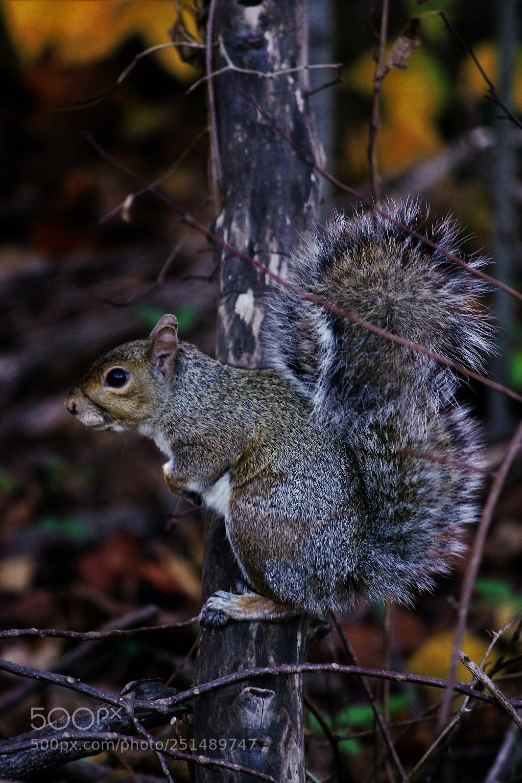 Canon EOS 550D (EOS Rebel T2i / EOS Kiss X4) sample photo. Natures tightrope photography