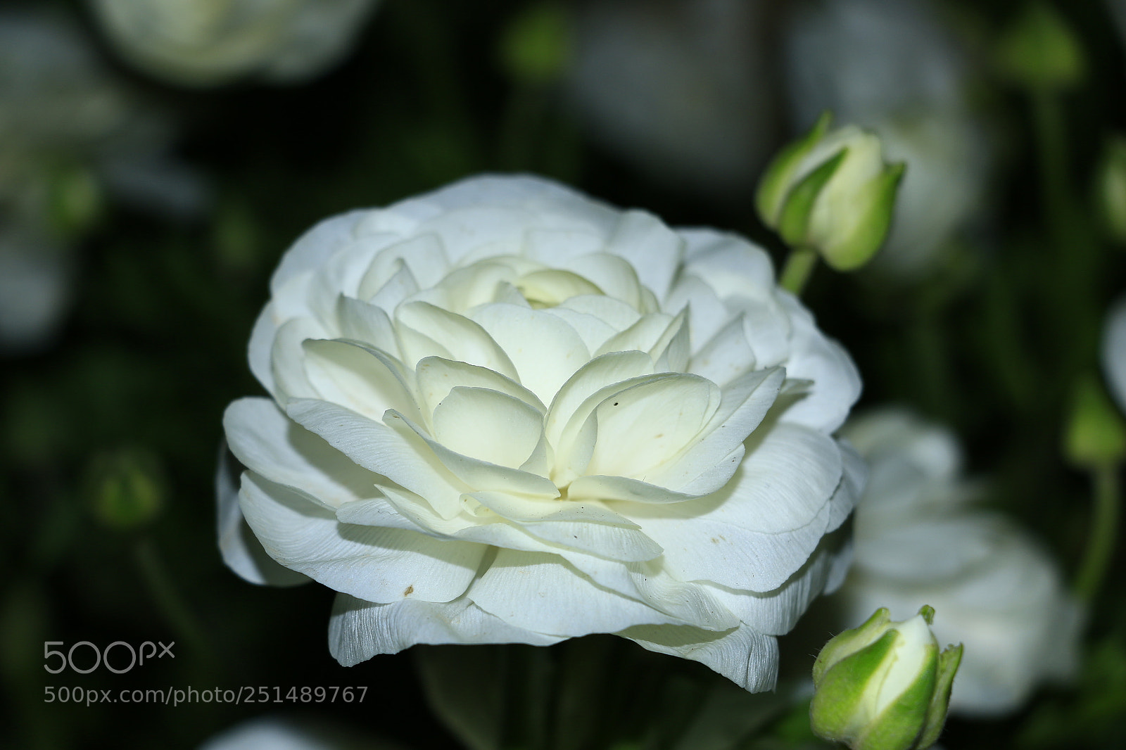 Canon EOS 70D sample photo. Untitled photography