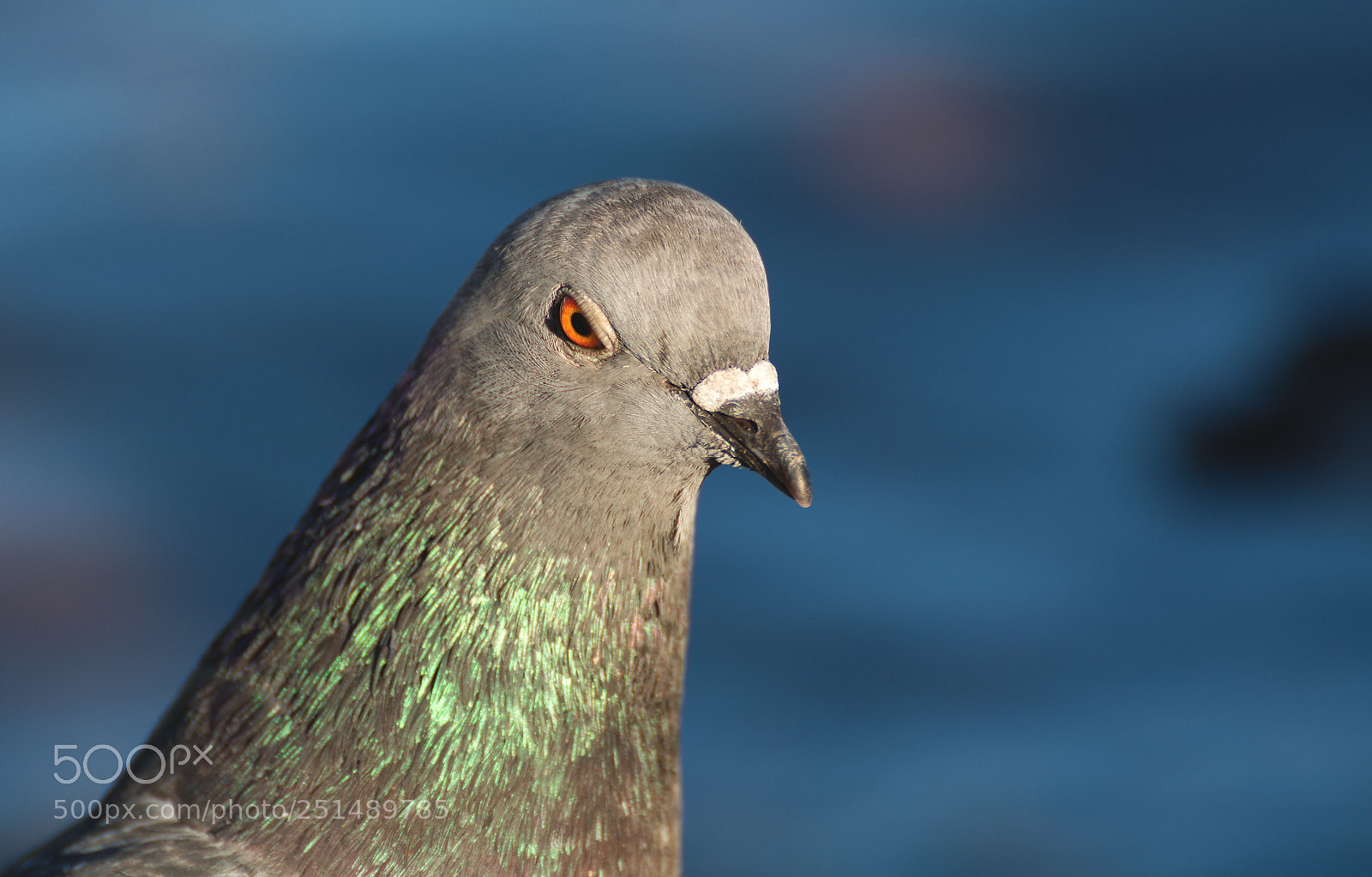 Nikon D7100 sample photo. Angry pigeon photography
