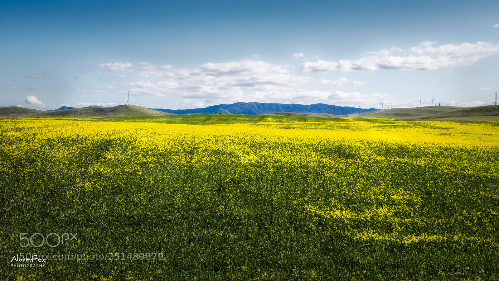 Canon EOS 6D Mark II sample photo. Wild mustard photography