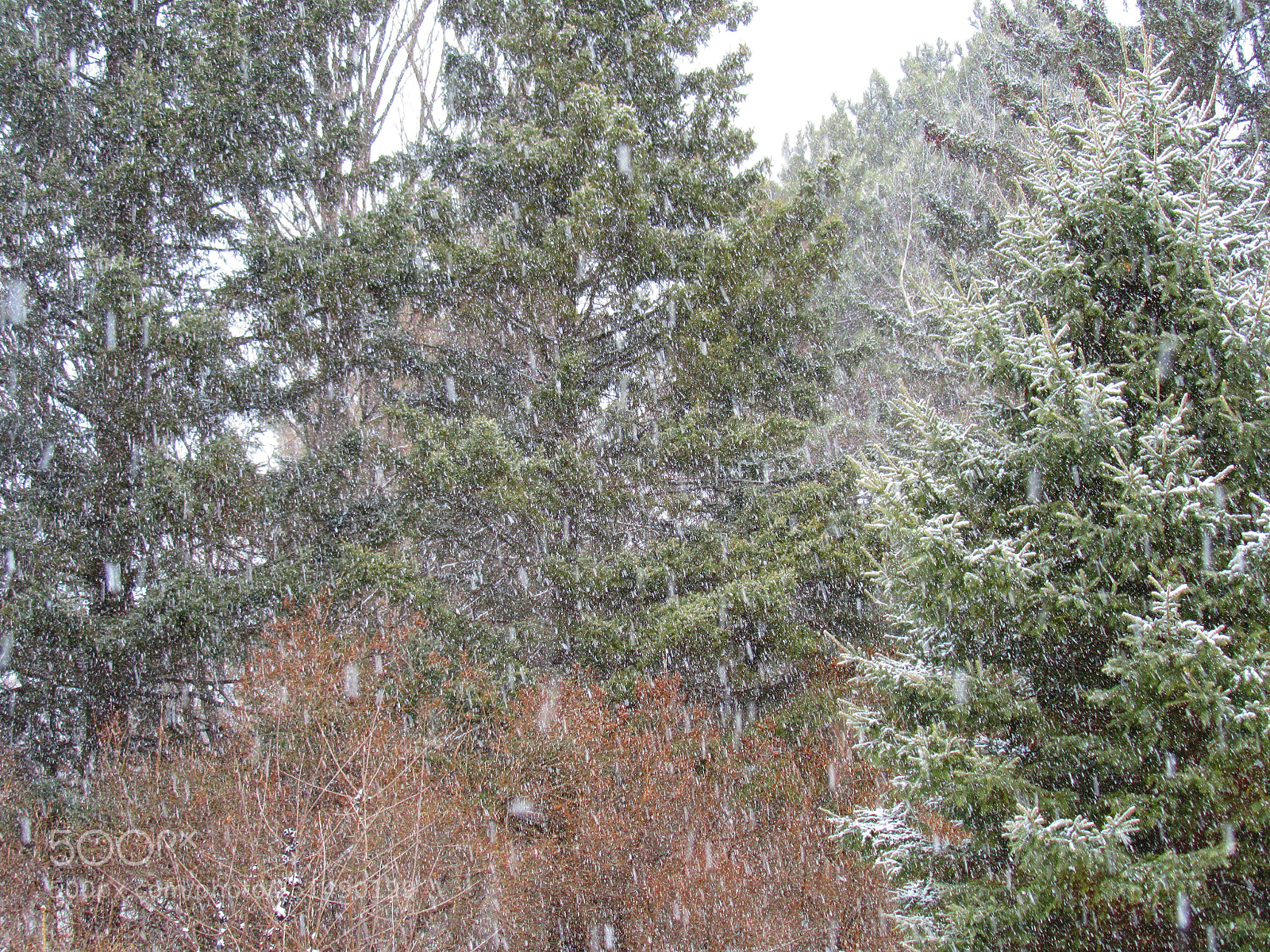 Canon PowerShot SX610 HS sample photo. Snowing photography