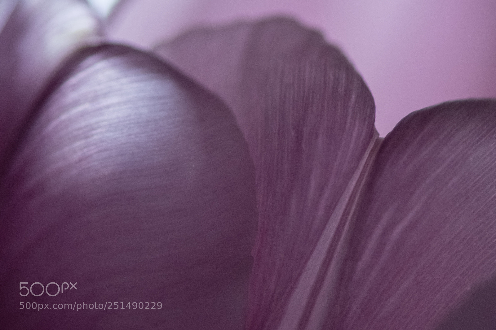 Nikon D850 sample photo. Tulipmania photography