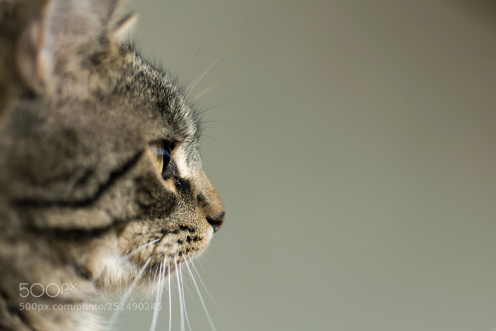 Nikon D7100 sample photo. Cat portrait photography