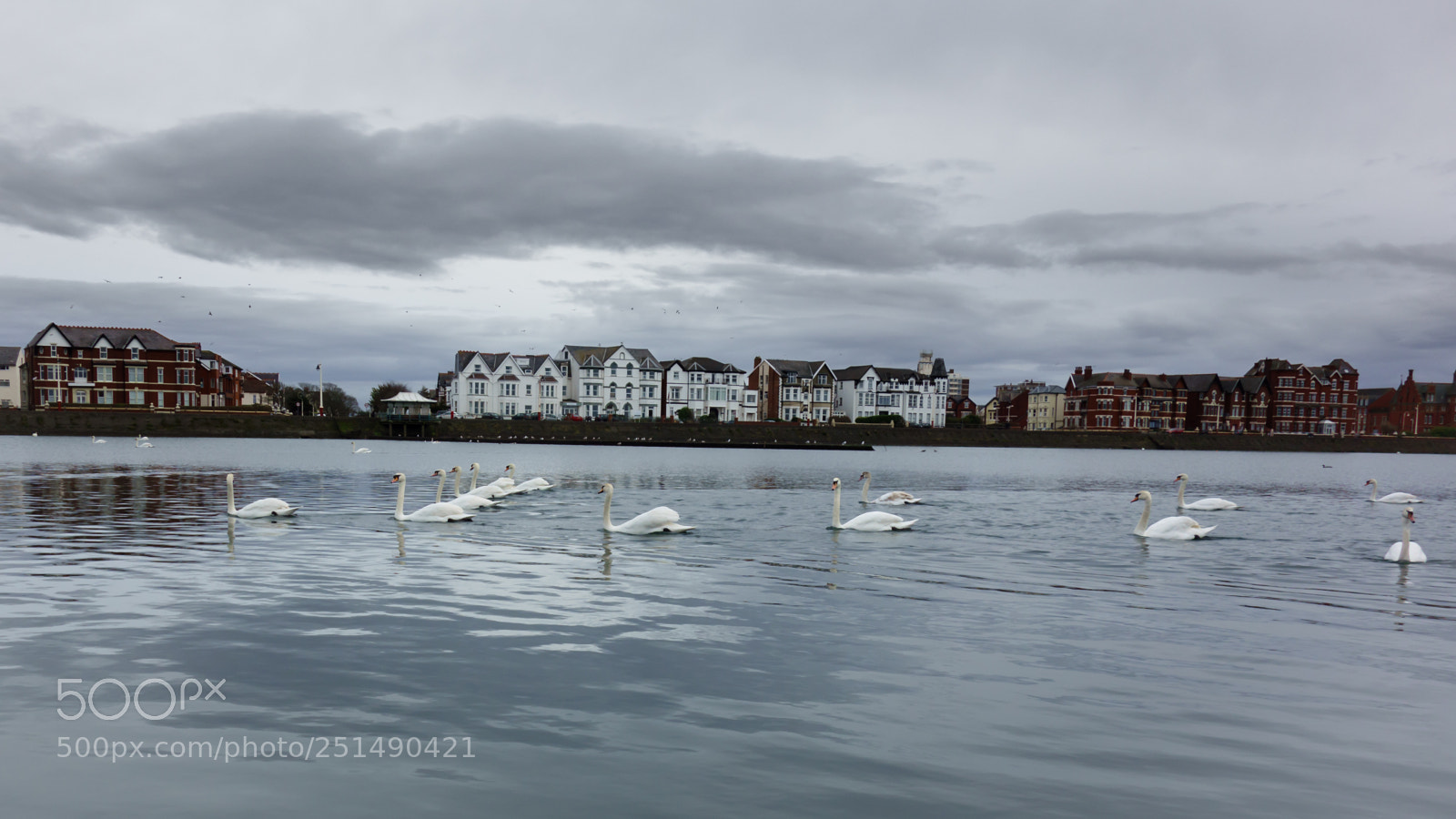 Sony Cyber-shot DSC-RX100 sample photo. Swans on the marine photography