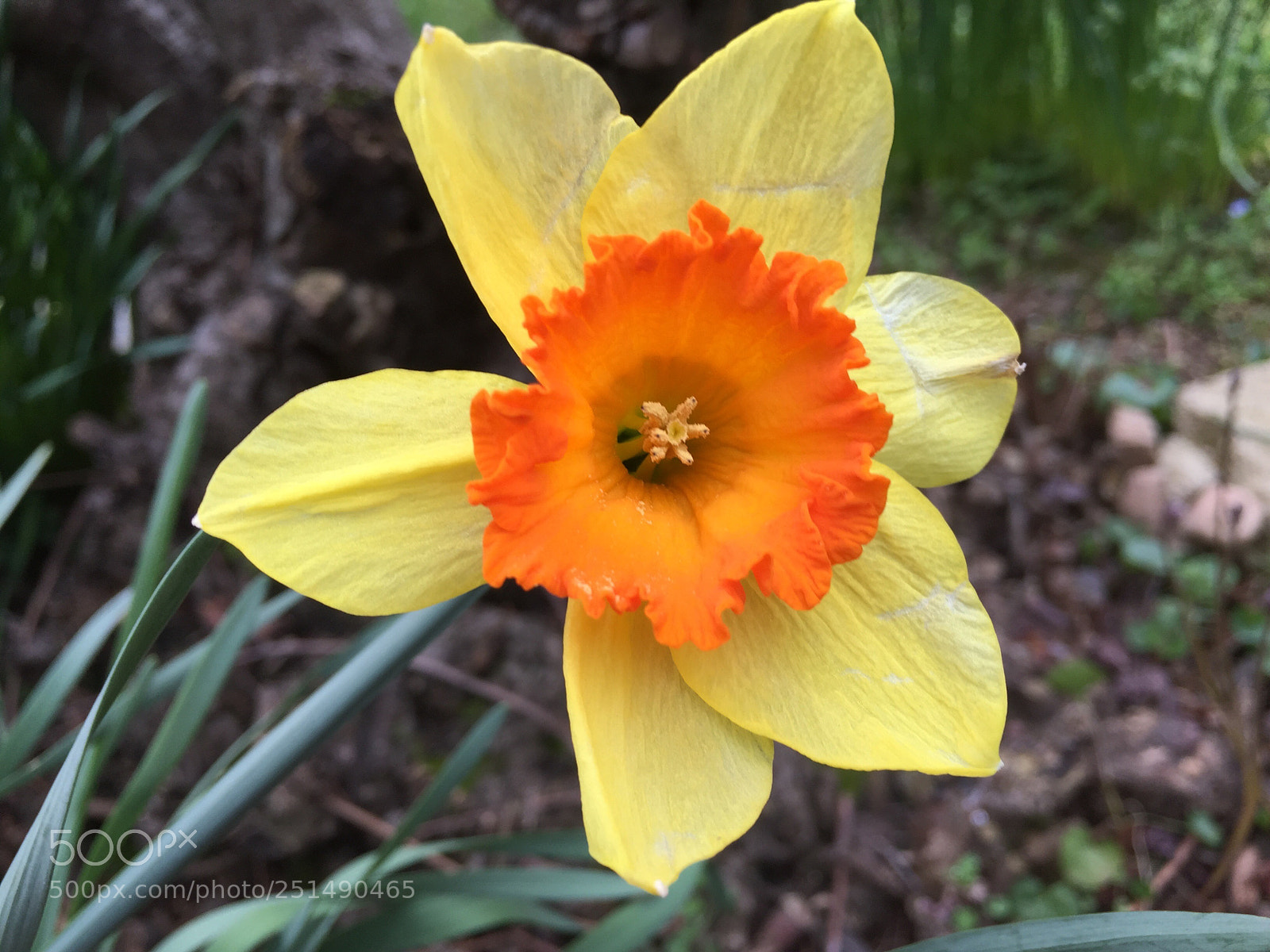 Apple iPhone 6 sample photo. Untitled photography
