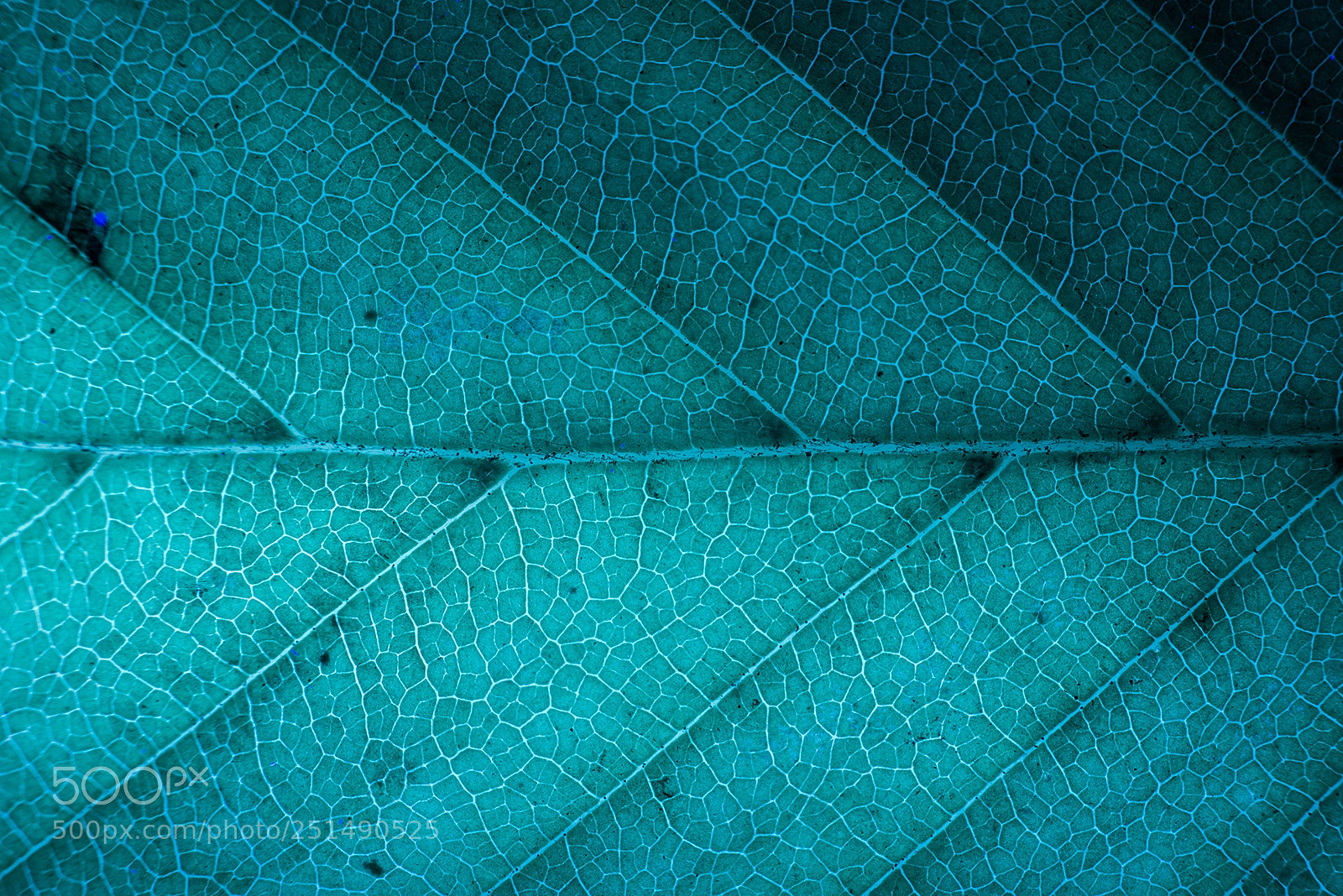 Nikon D610 sample photo. Auumn leaves photography