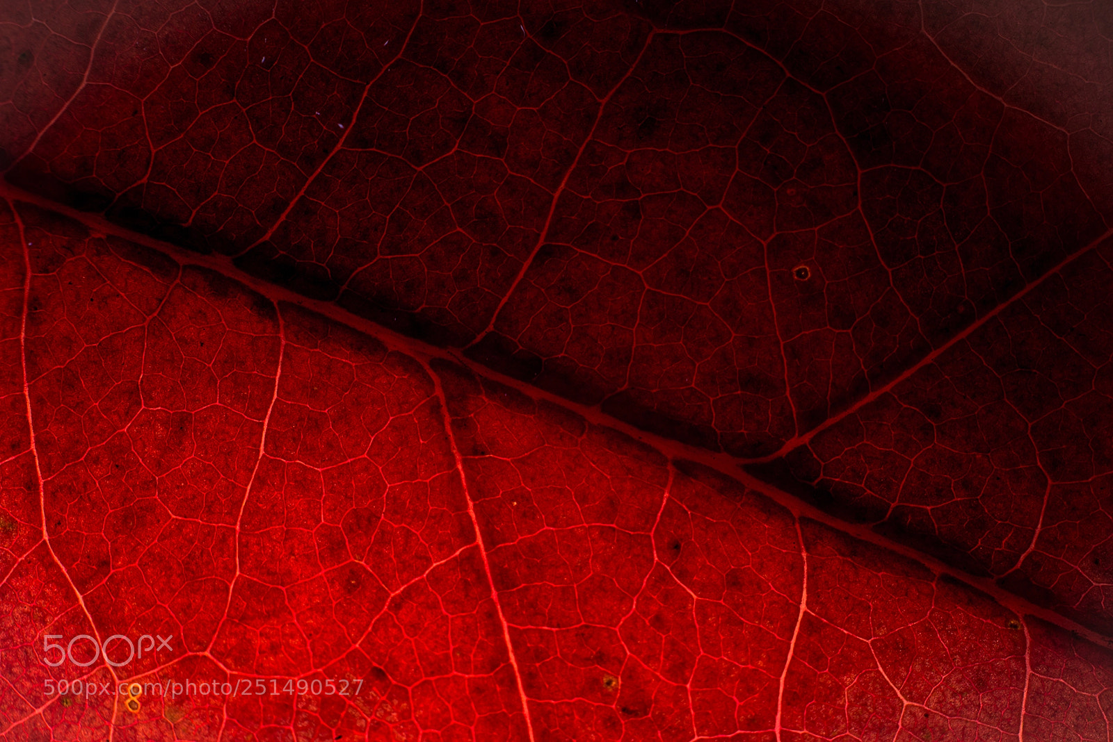 Nikon D610 sample photo. Auumn leaves photography