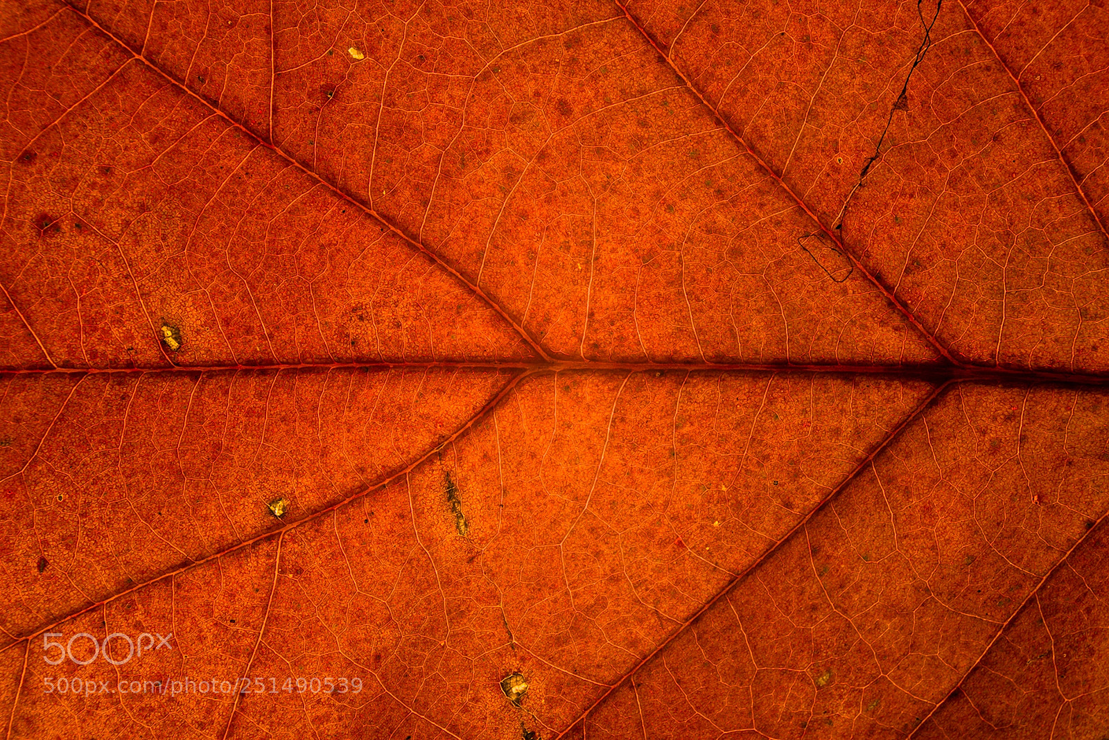 Nikon D610 sample photo. Auumn leaves photography