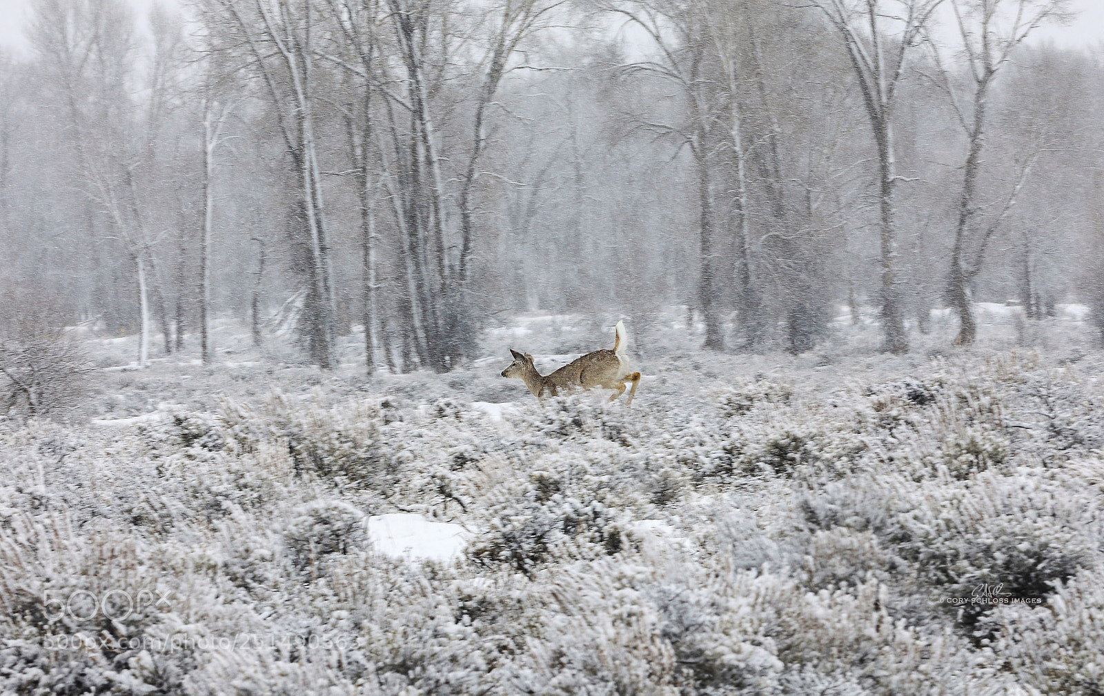 Canon EOS 5D Mark IV sample photo. Elusive white tail photography