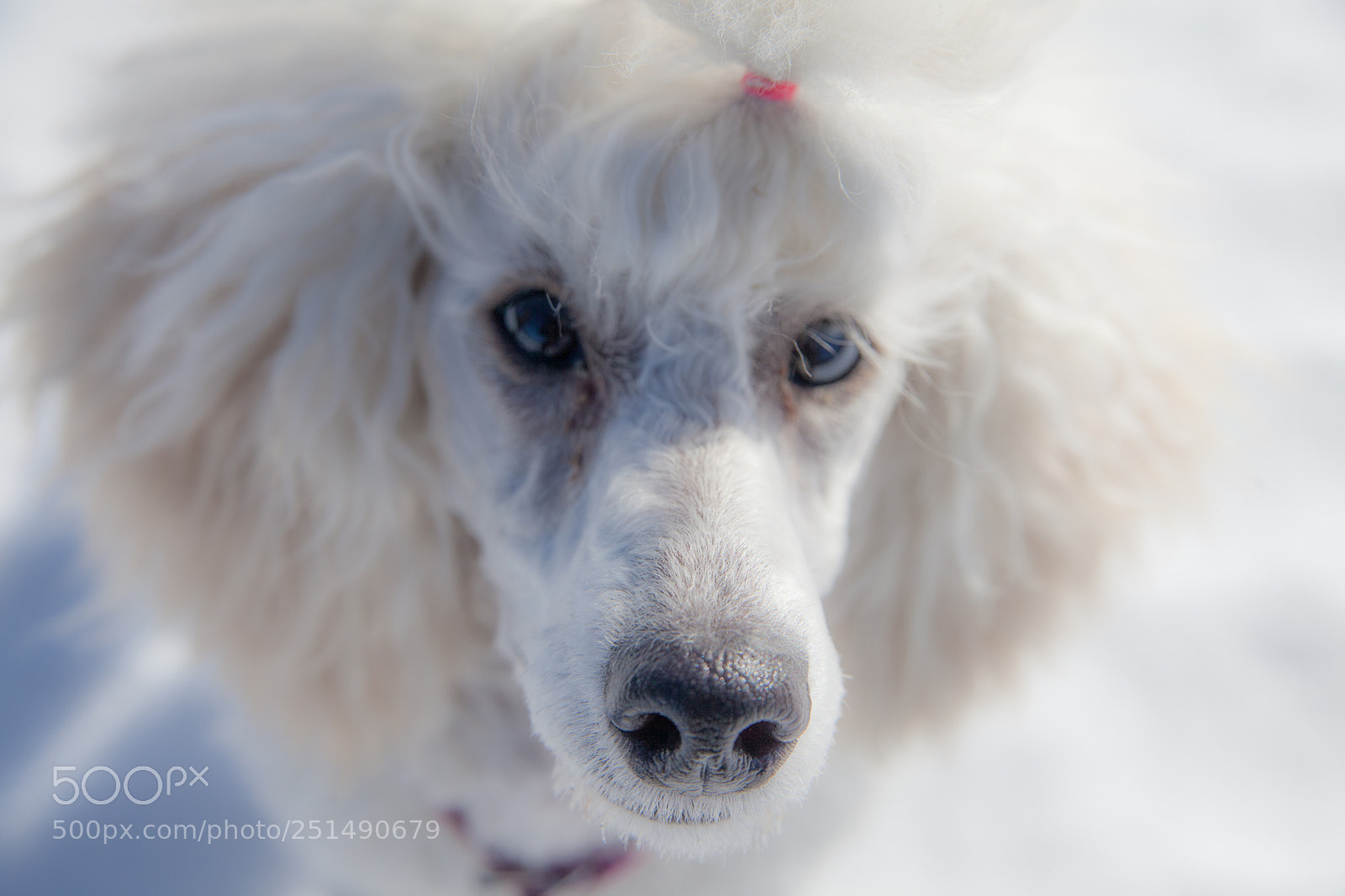 Canon EOS 5D Mark II sample photo. White dog photography