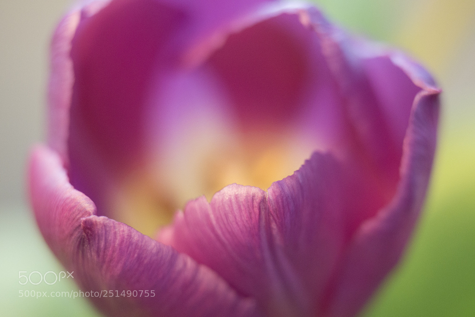 Panasonic DMC-G70 sample photo. Tulip photography