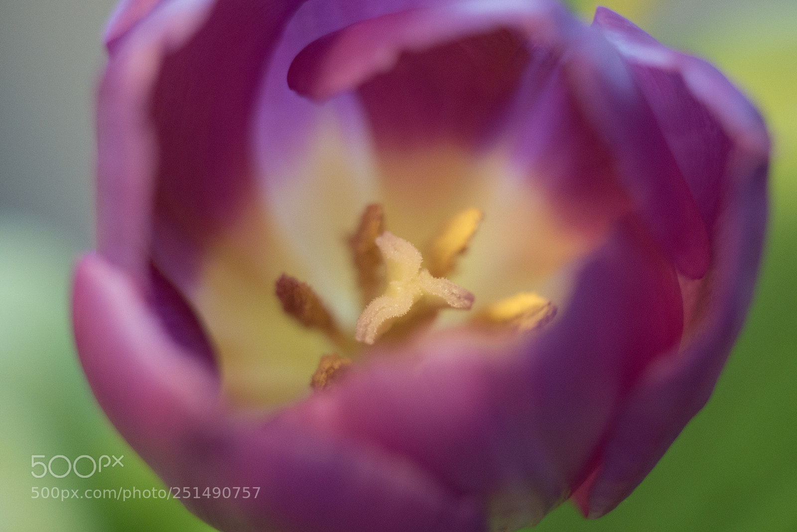 Panasonic DMC-G70 sample photo. Tulip photography