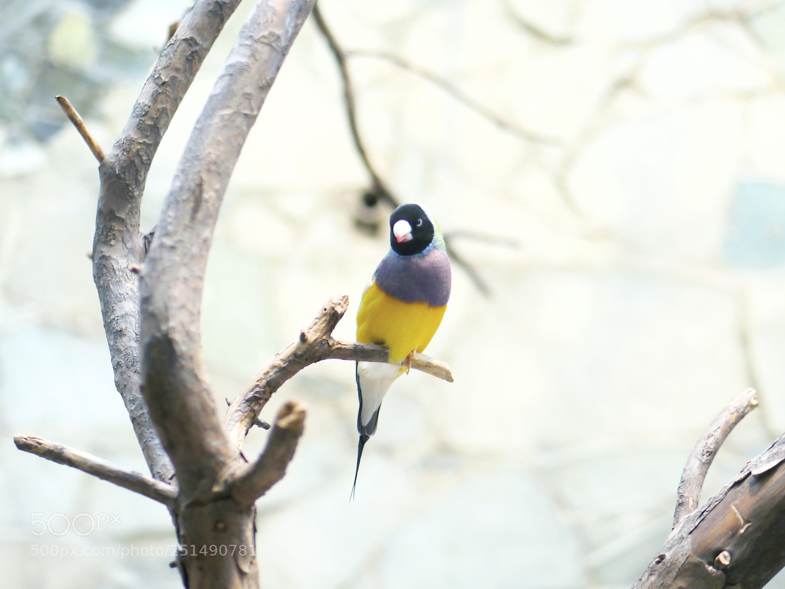 Panasonic Lumix DMC-G5 sample photo. Little canary bird photography