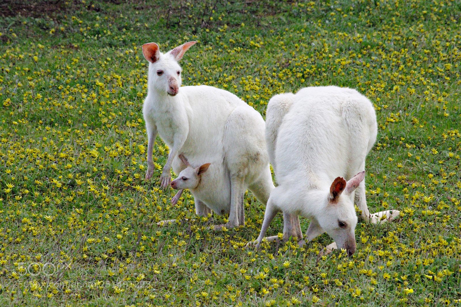 Pentax K200D sample photo. Three's a crowd photography