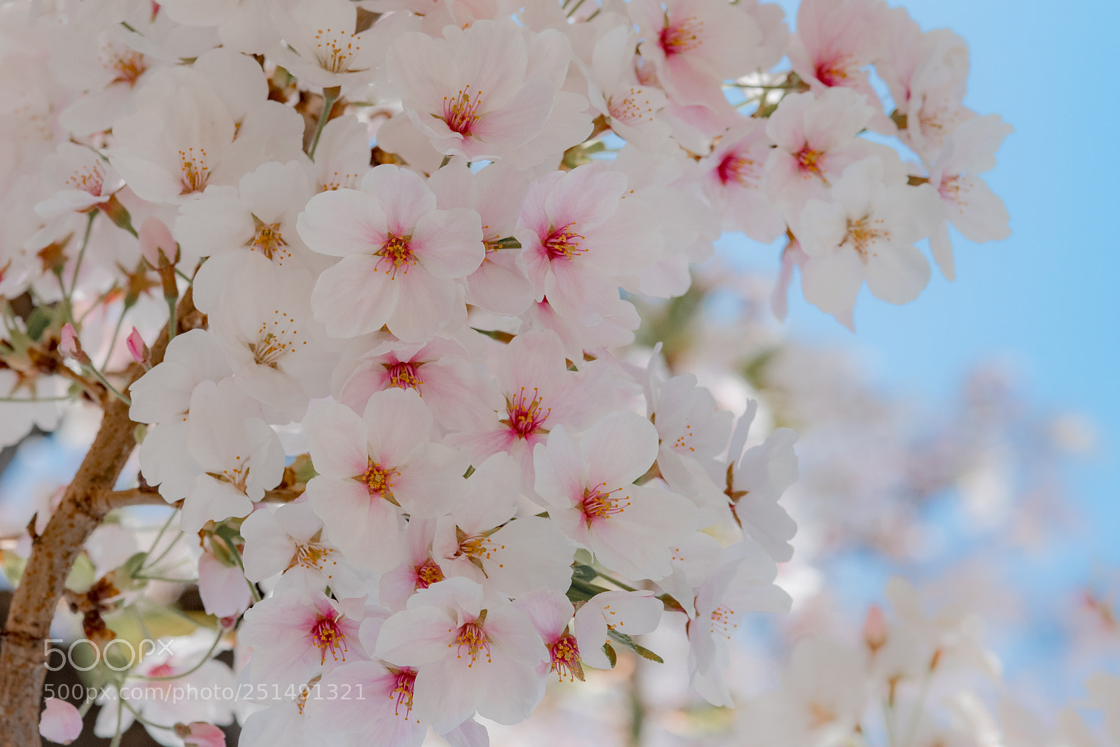 Pentax K-1 sample photo. Sakura ii photography