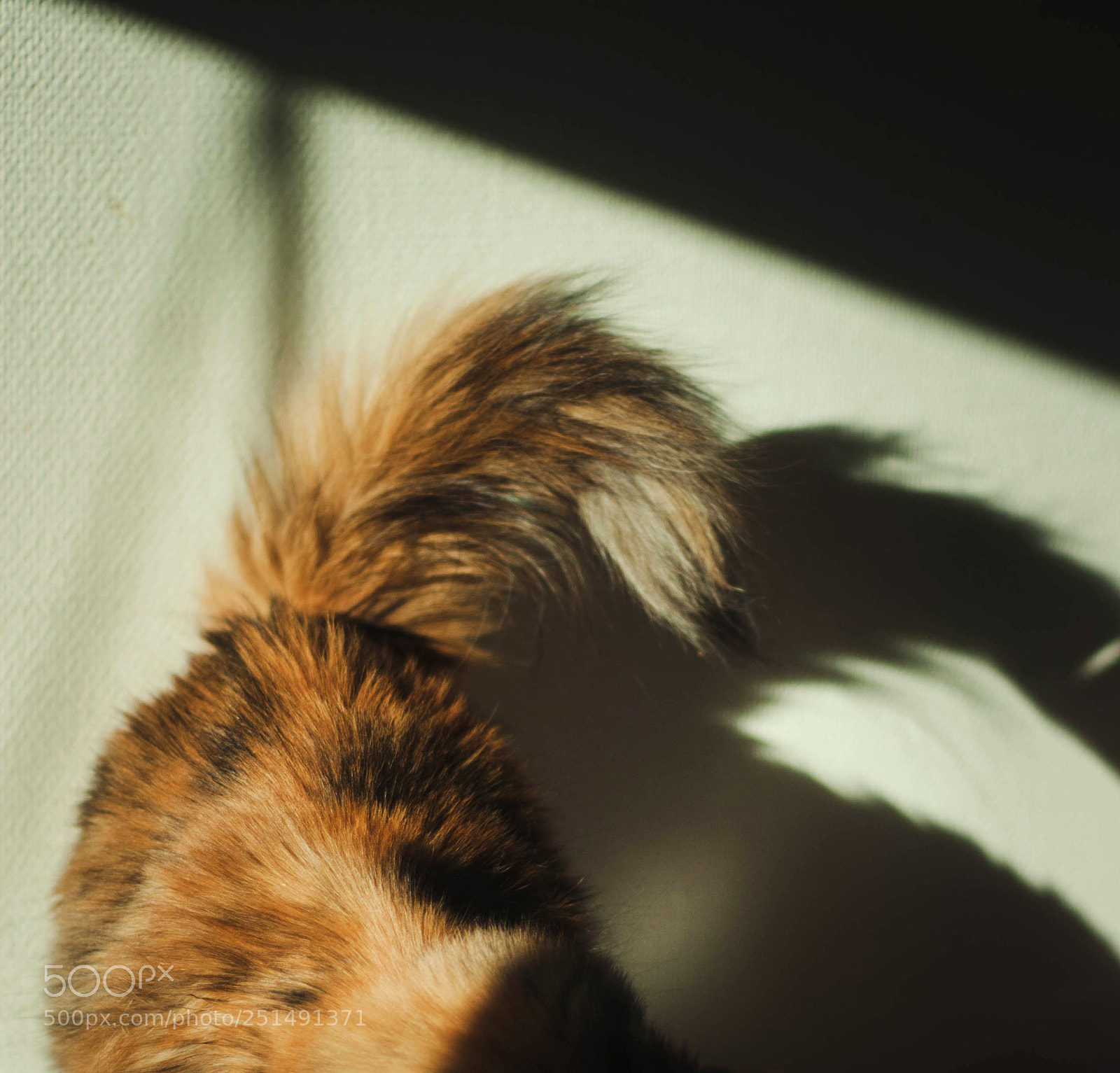 Nikon D90 sample photo. Indra #2 photography