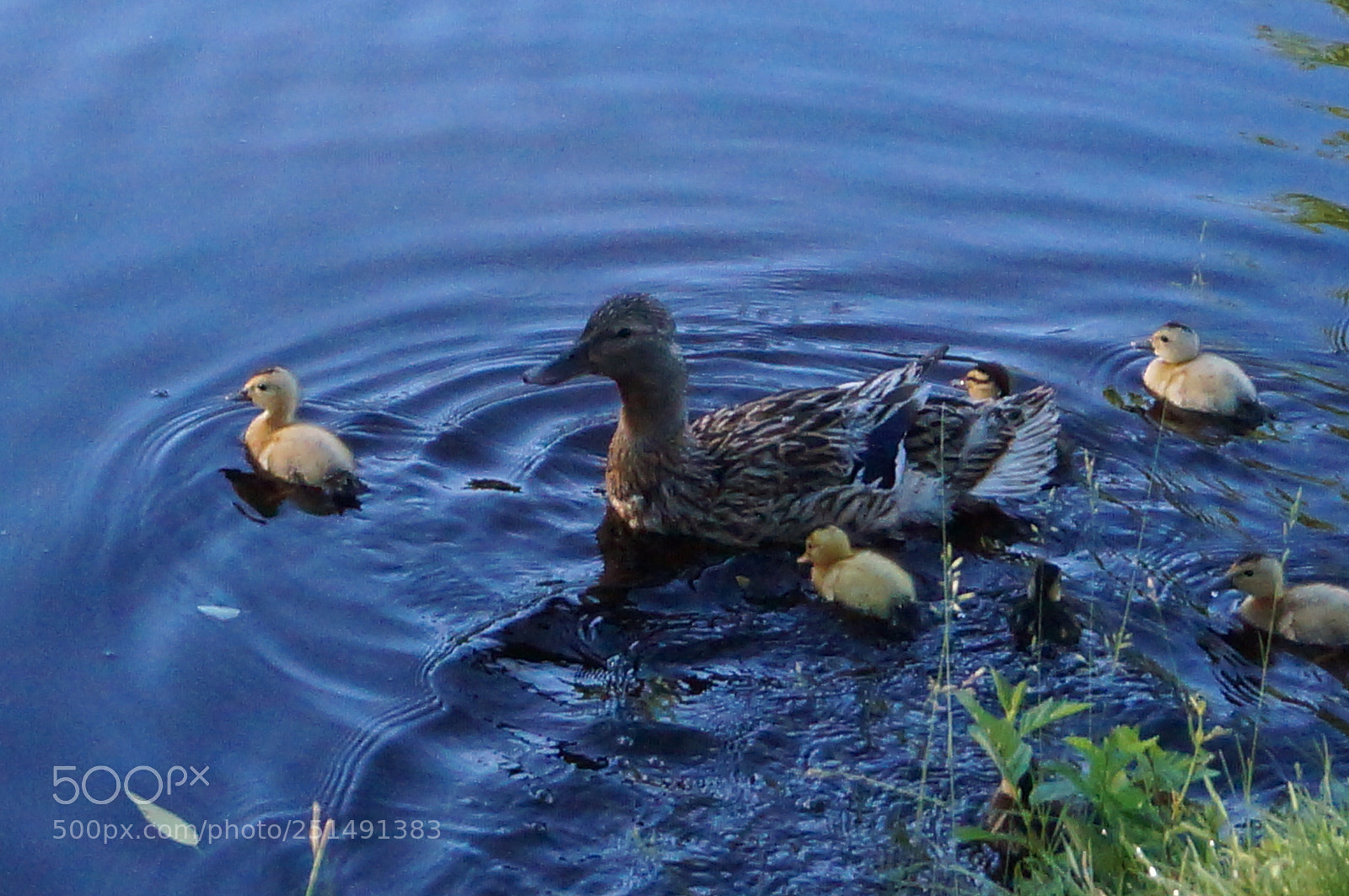 Sony SLT-A57 sample photo. Untitled photography