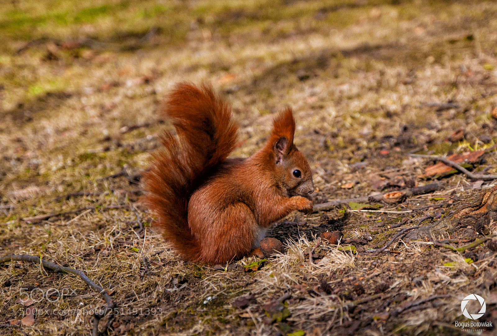 Nikon D5000 sample photo. Squirrel photography