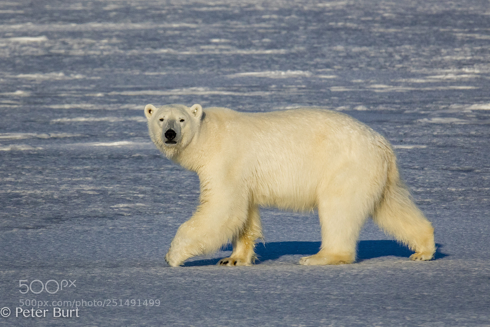 Canon EOS 5DS R sample photo. Bear on fast ice photography