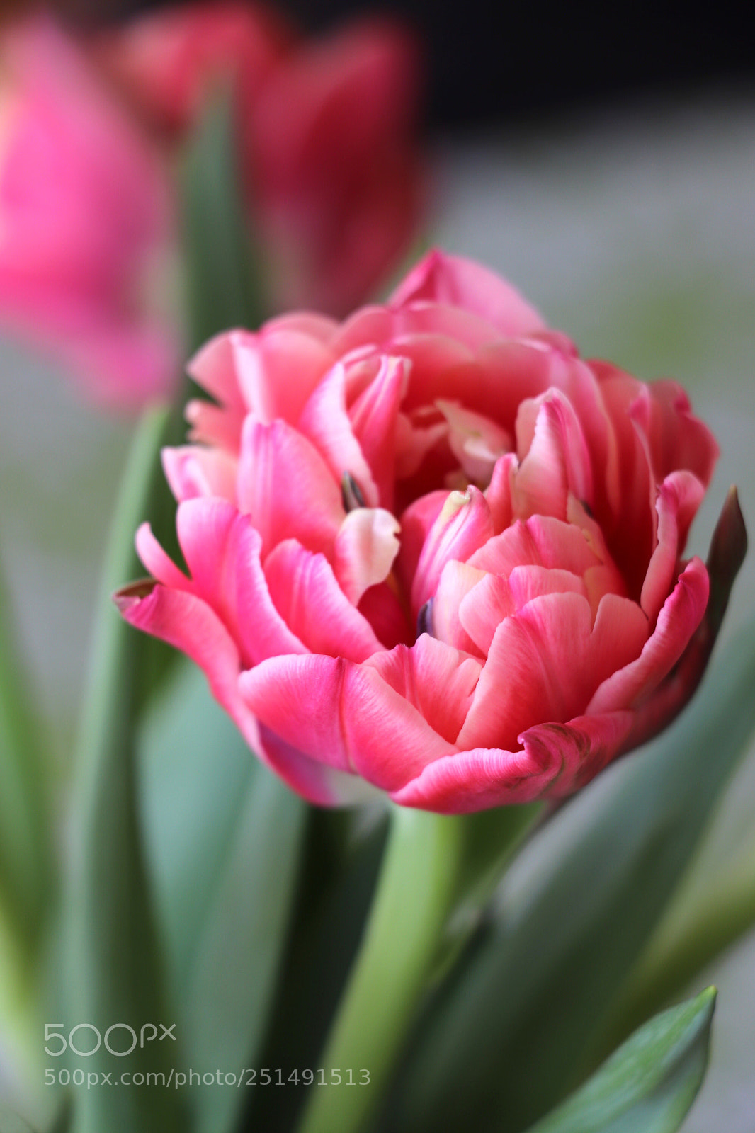 Canon EOS 800D (EOS Rebel T7i / EOS Kiss X9i) sample photo. Tulips photography