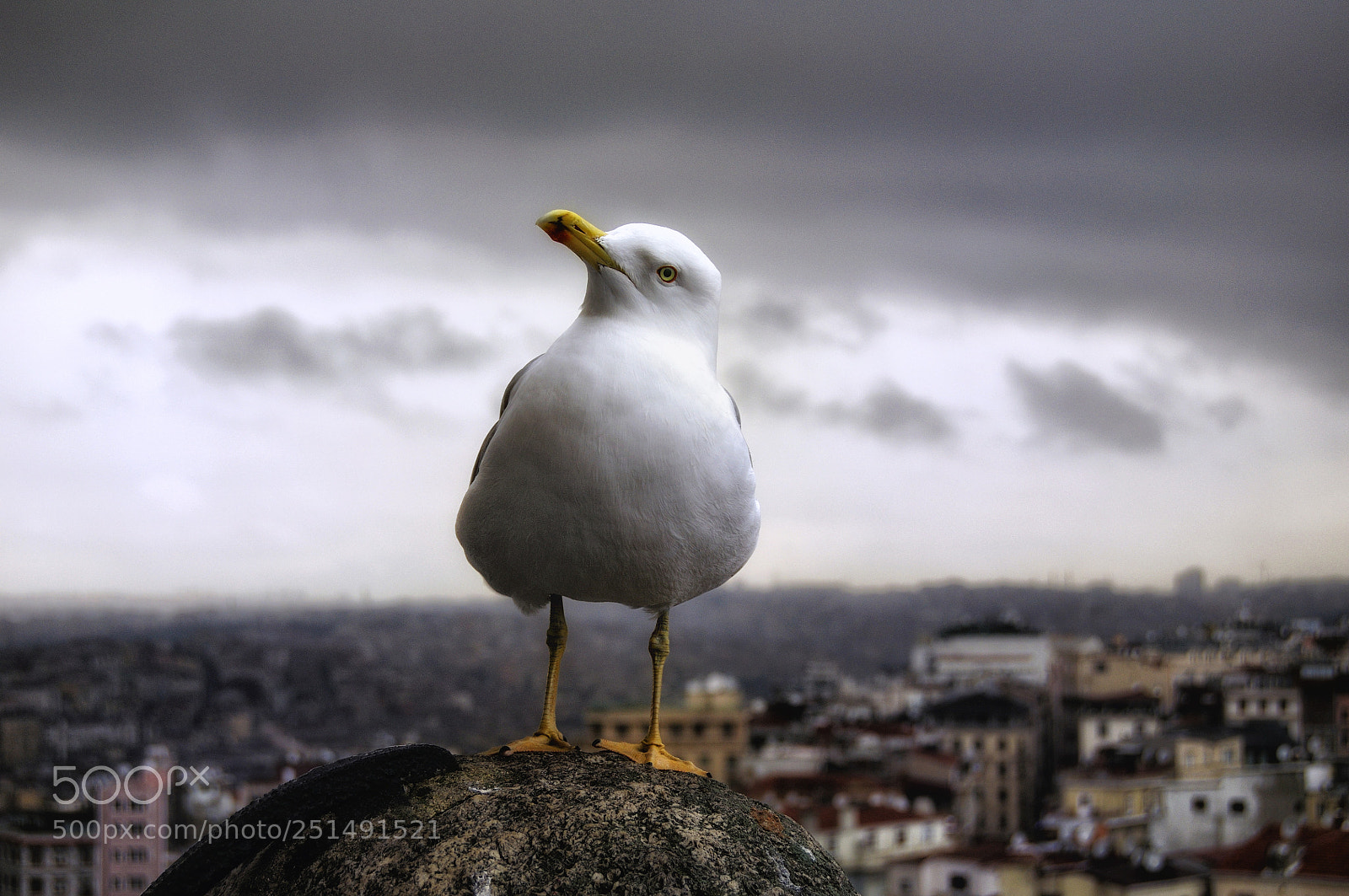Nikon D90 sample photo. Posing seagull photography