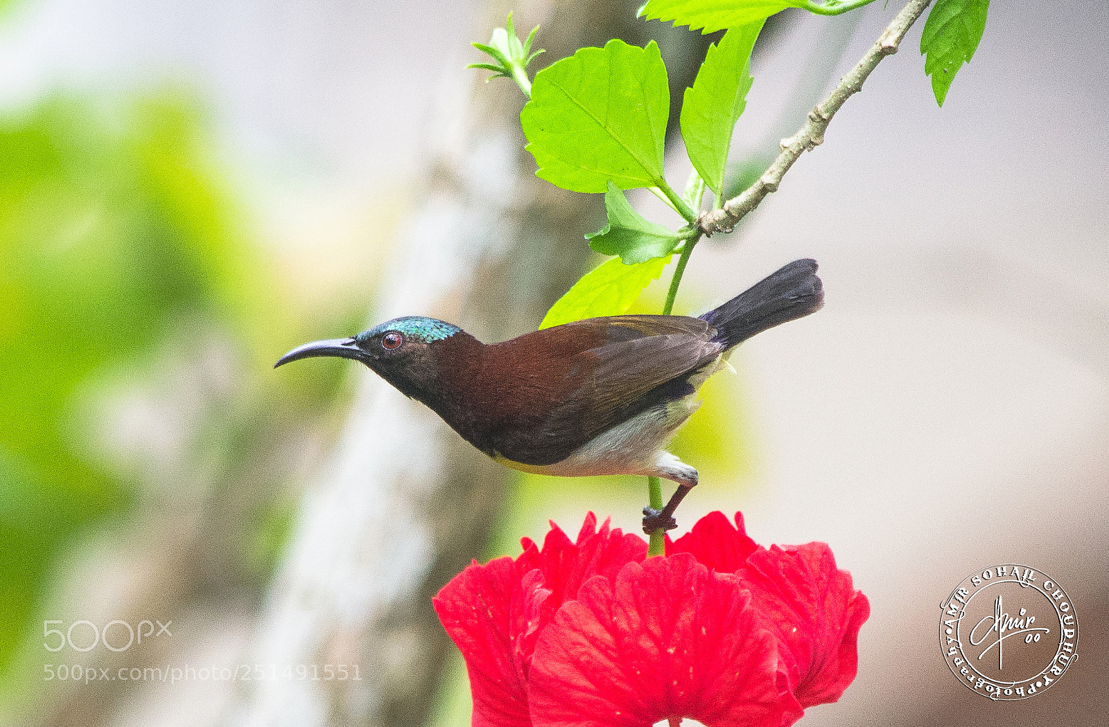 Nikon D3100 sample photo. Purple rumped sunbird photography
