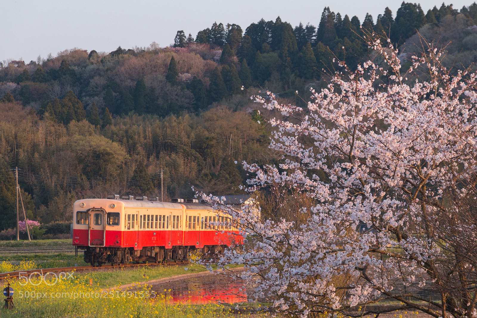 Canon EOS 70D sample photo. Kominato rr and sakura photography