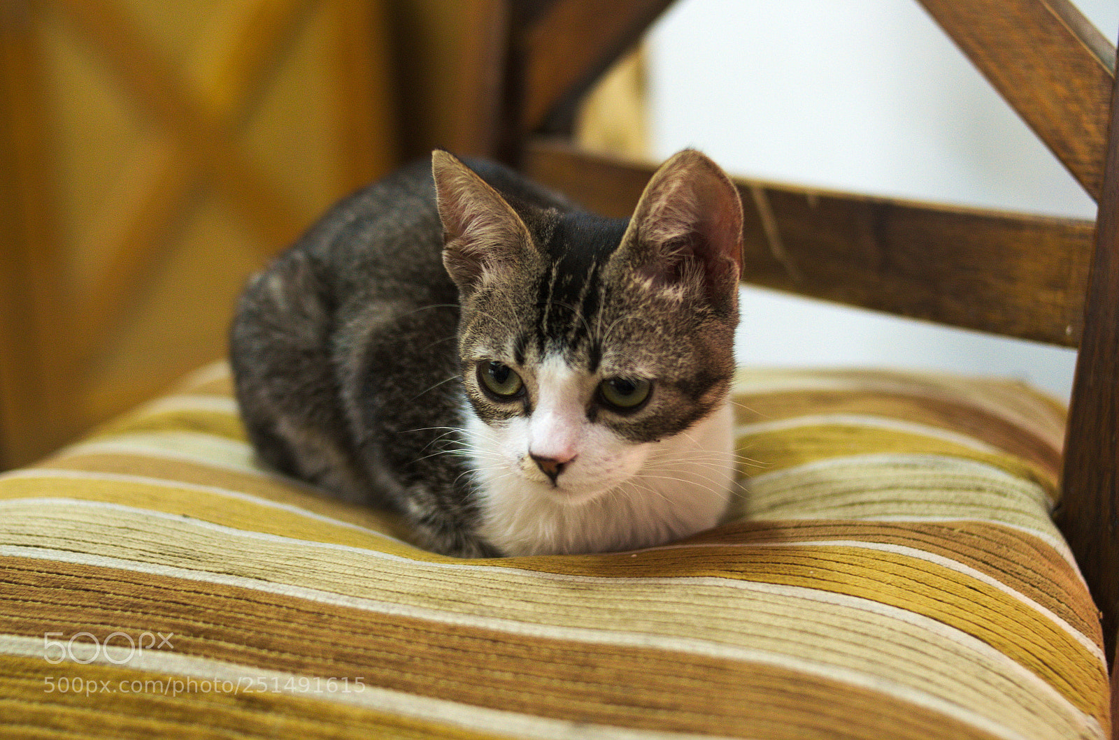 Nikon D5100 sample photo. Neptuno photography