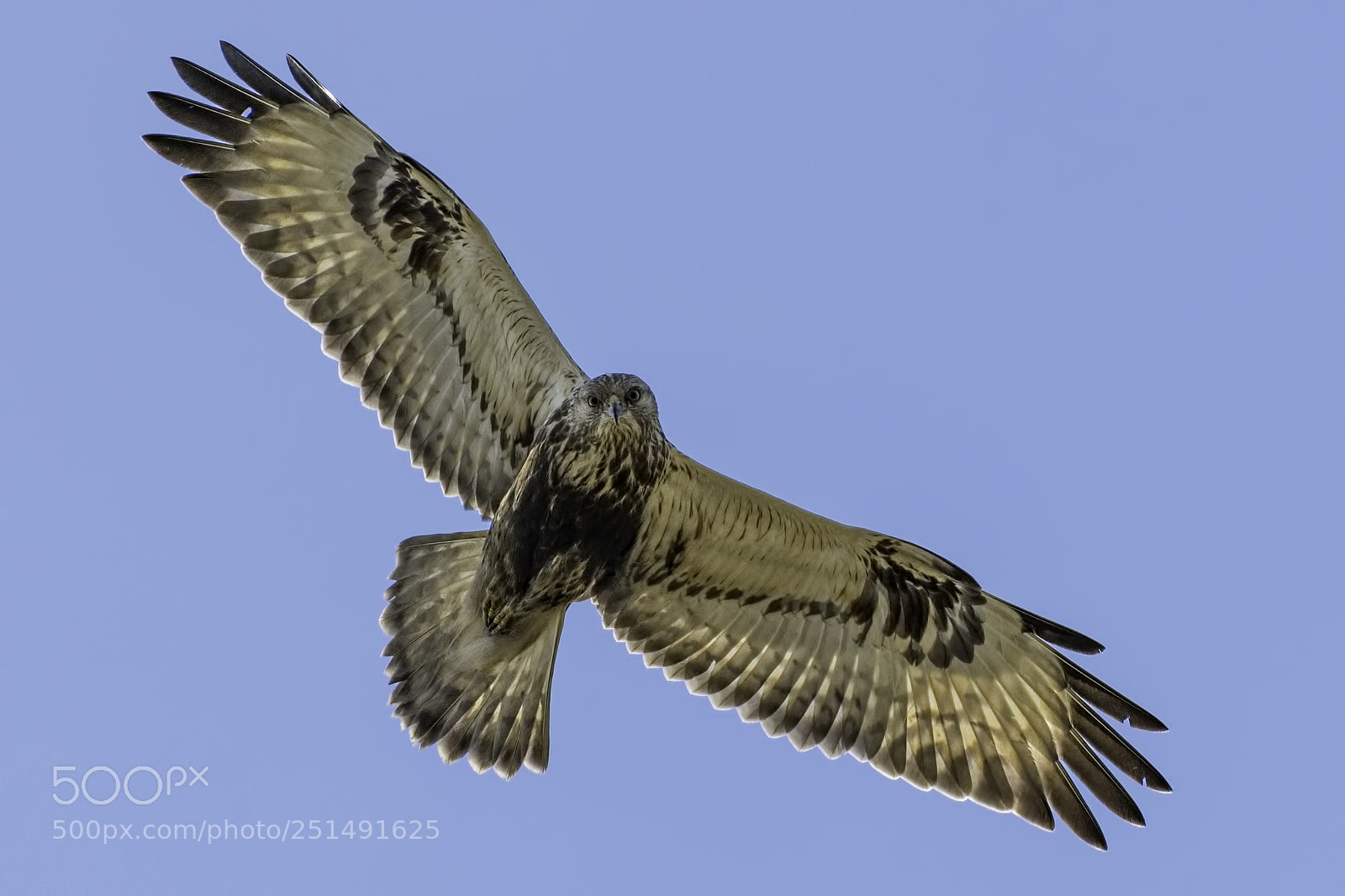 Nikon D850 sample photo. Bird of prey photography