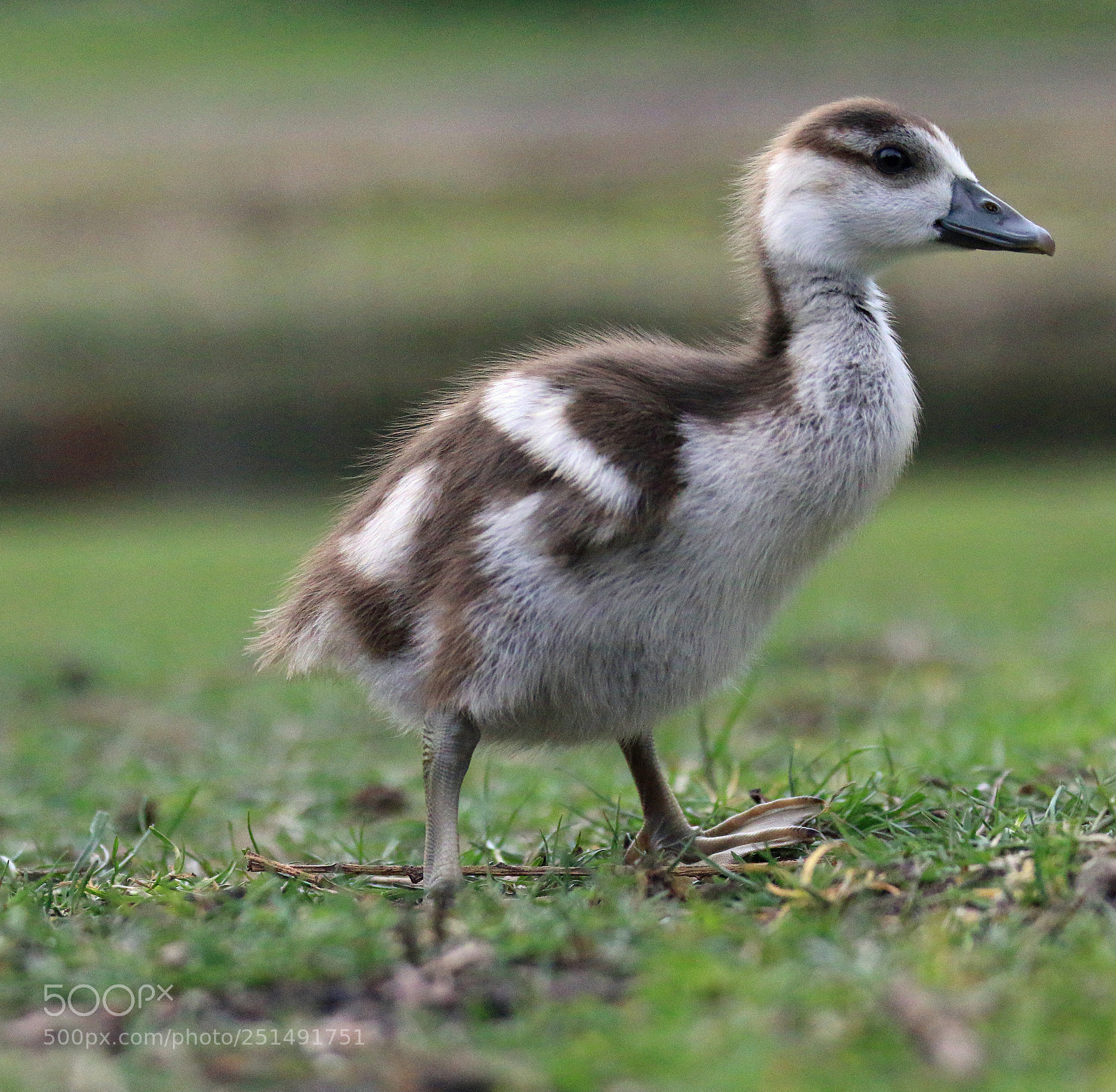 Canon EOS 70D sample photo. Nile goose photography