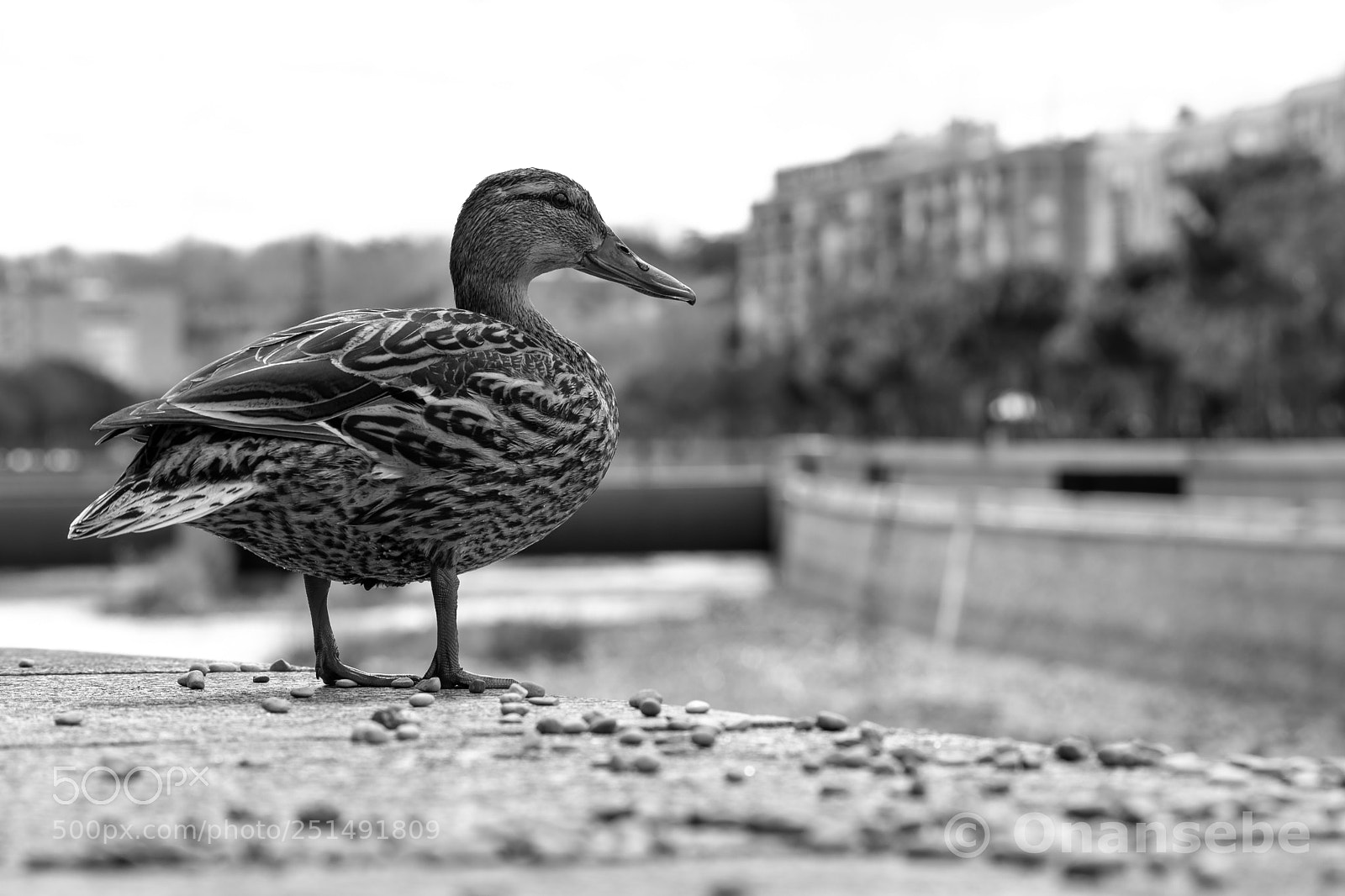 Nikon D5200 sample photo. Duck photography