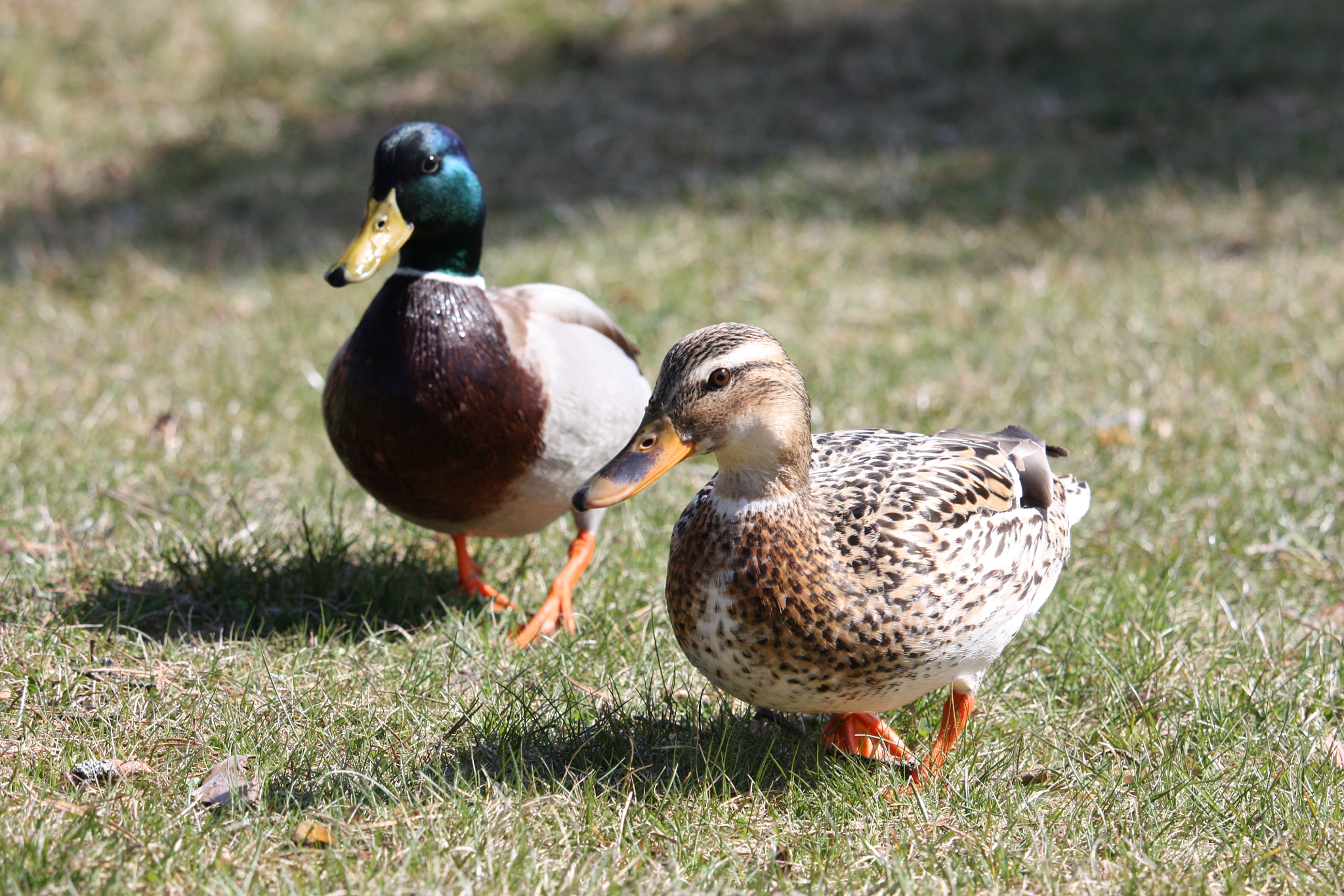 Canon EF-S 55-250mm F4-5.6 IS STM sample photo. Duck’s from sweden photography