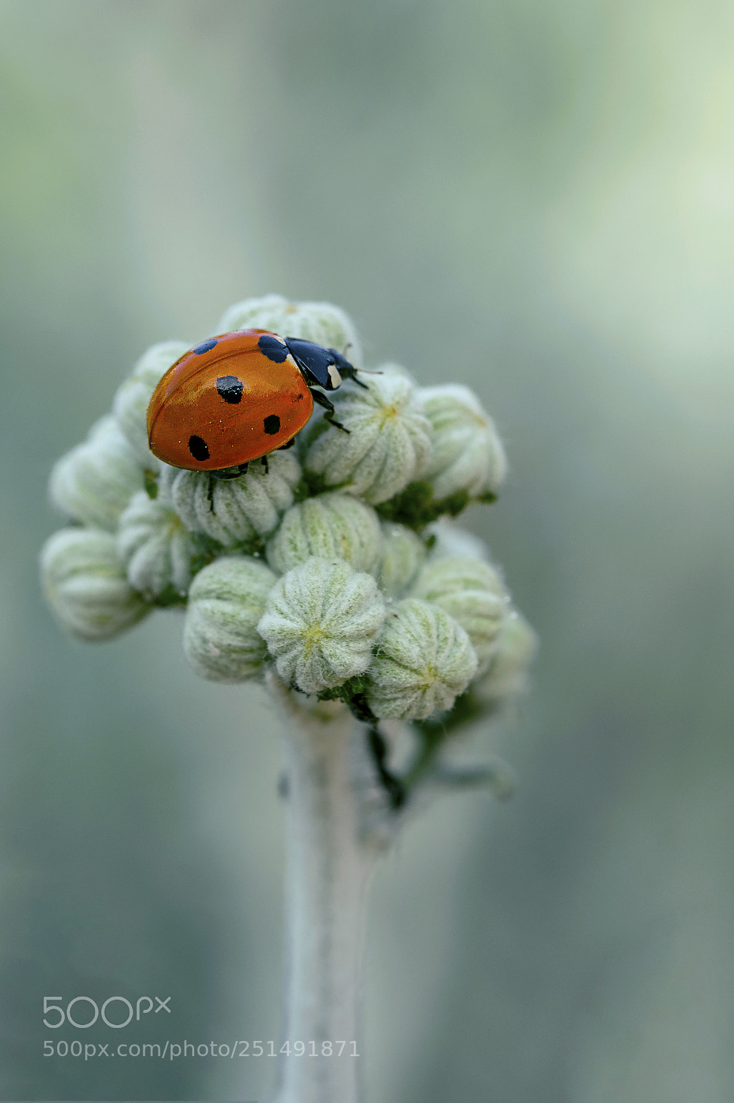 Nikon D5300 sample photo. Spring ladybug photography
