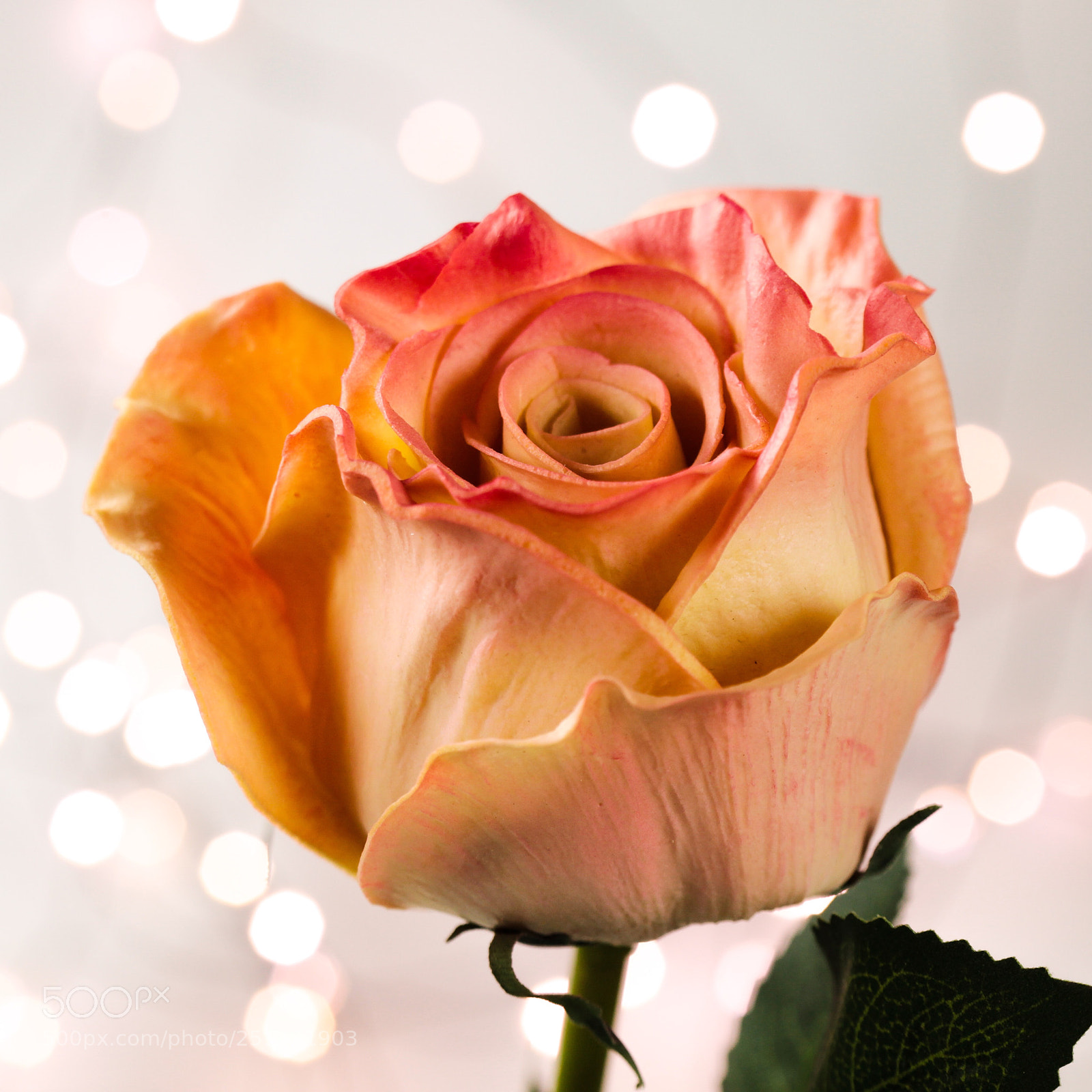 Canon EOS 5D Mark II sample photo. The wedding rose photography