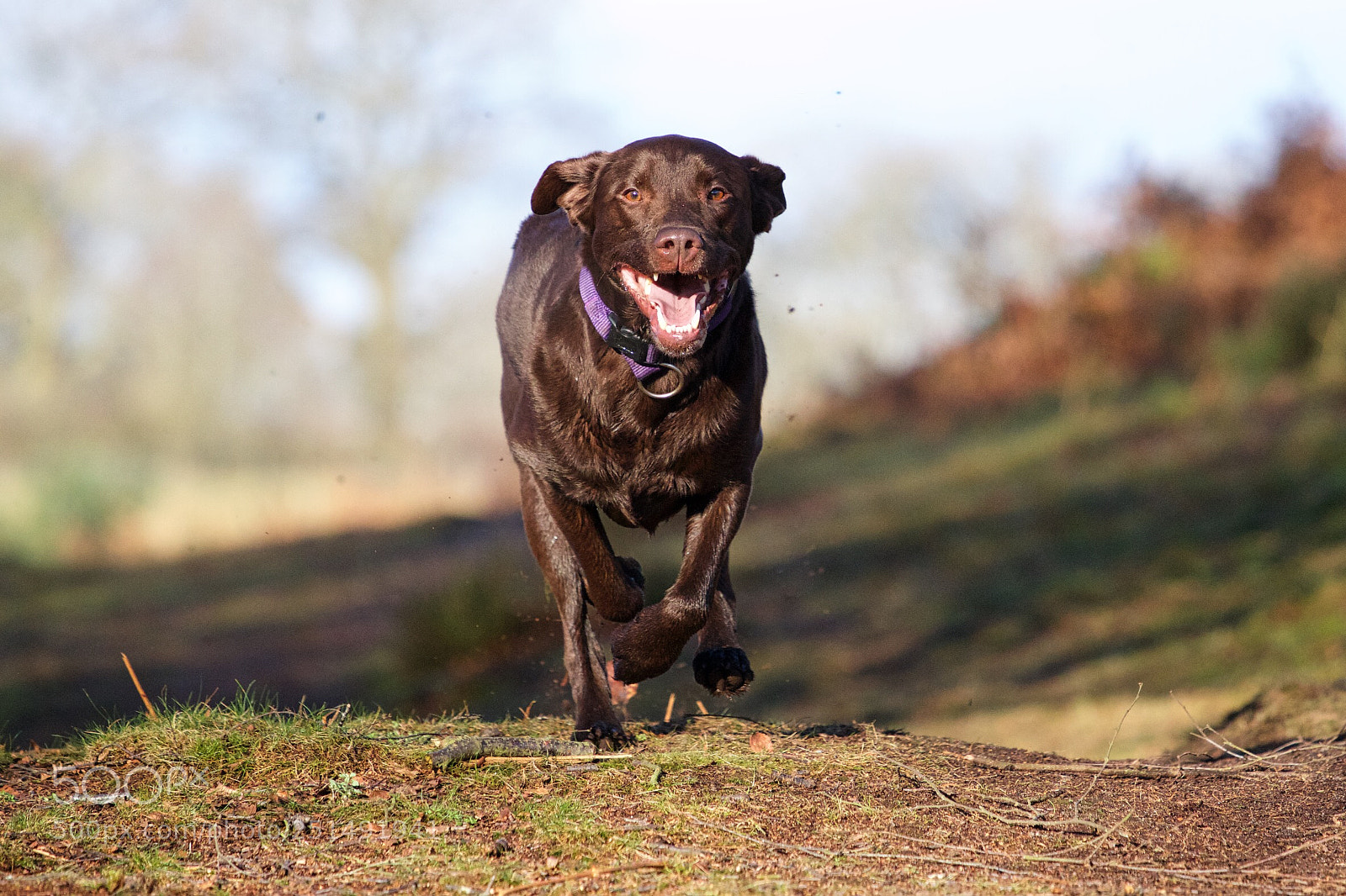 Canon EOS 70D sample photo. Ledger chocolate labrador  photography