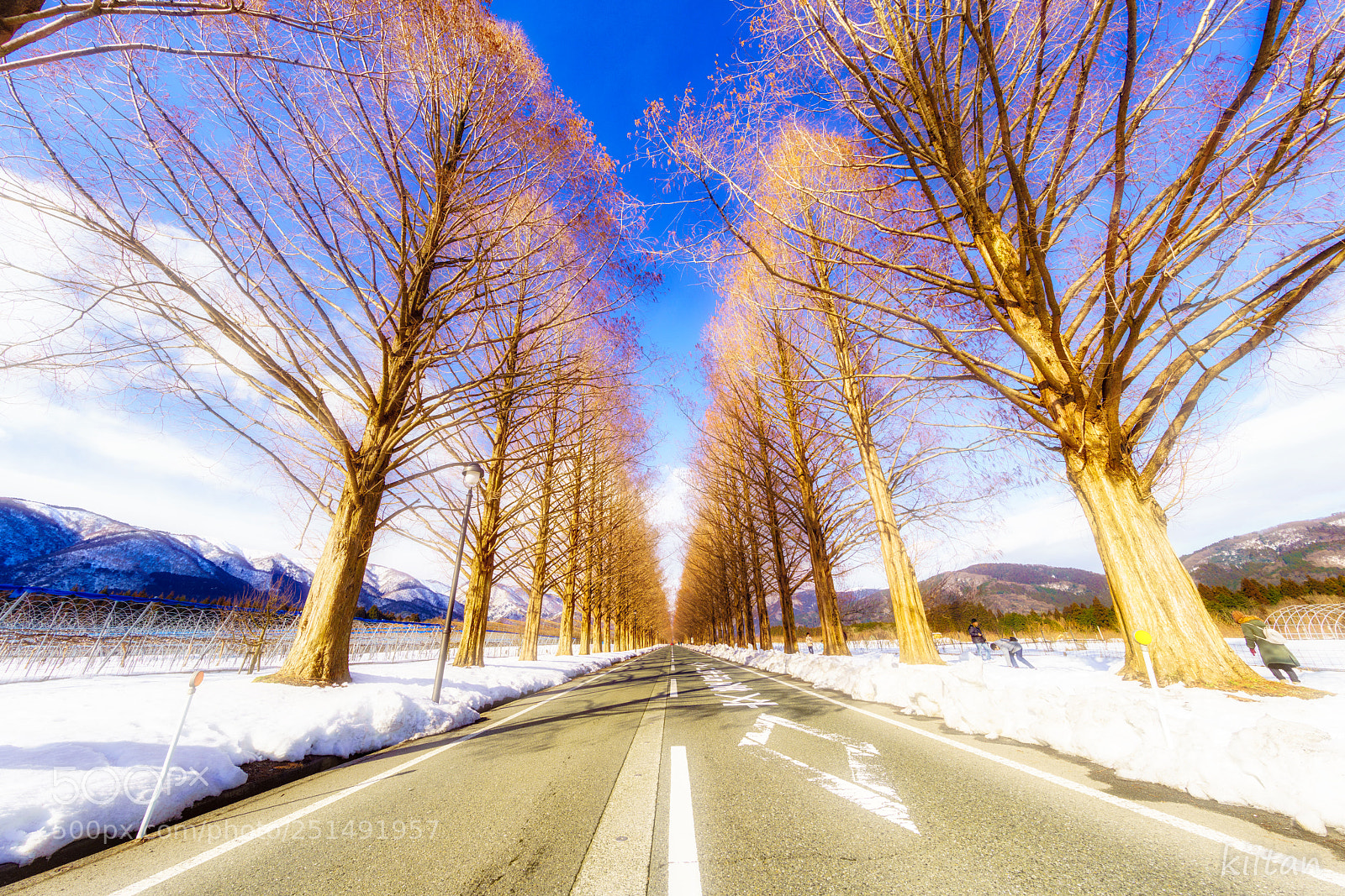 Sony a7R III sample photo. Tree trees photography