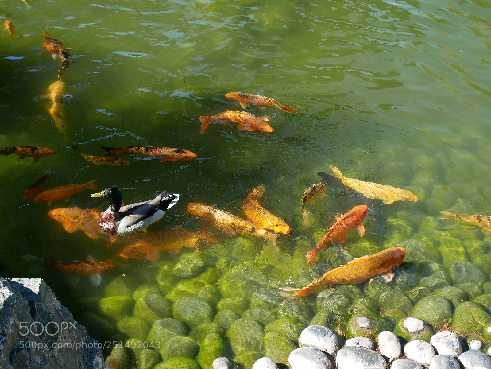 Panasonic Lumix DMC-GX85 (Lumix DMC-GX80 / Lumix DMC-GX7 Mark II) sample photo. P photography