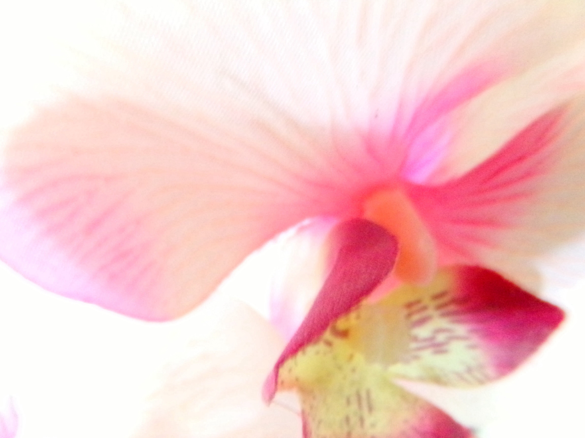 Kodak PIXPRO AZ251 sample photo. Fleur photography