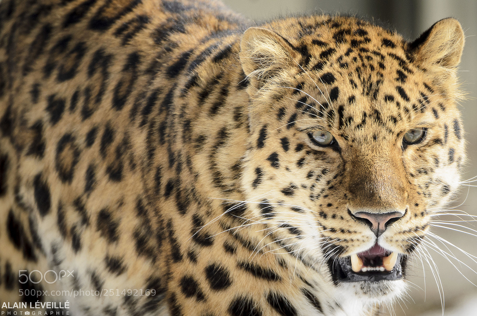 Nikon D7000 sample photo. Jaguar photography