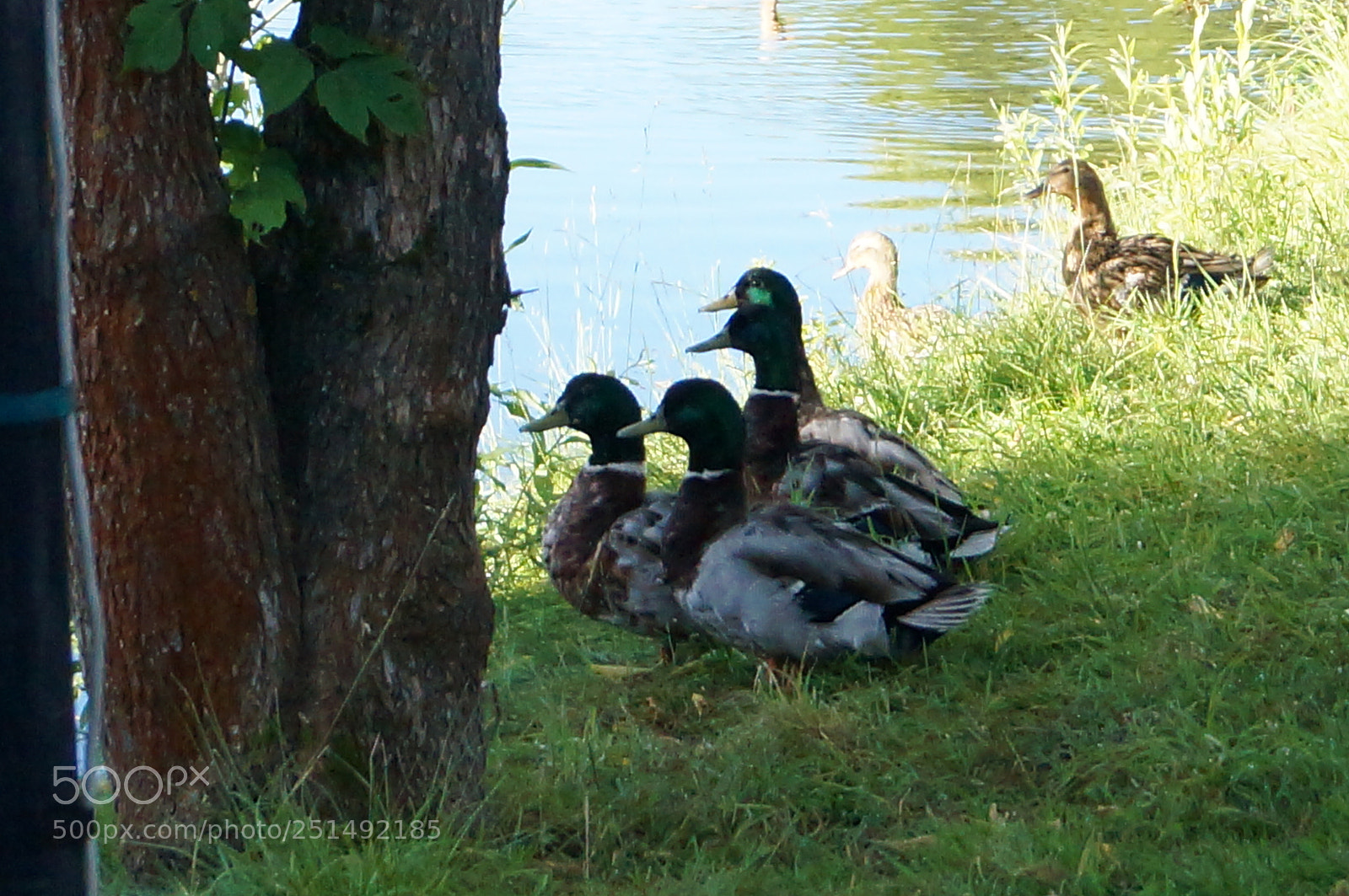 Sony SLT-A57 sample photo. Untitled photography