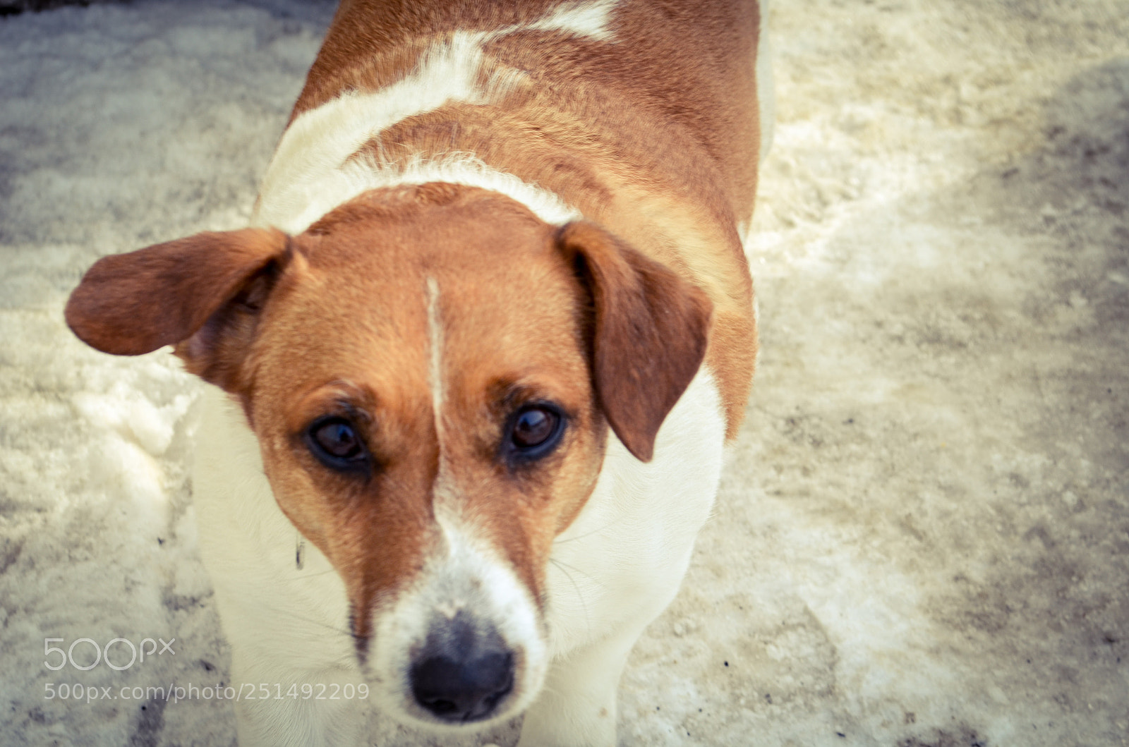 Nikon D5100 sample photo. Джек photography