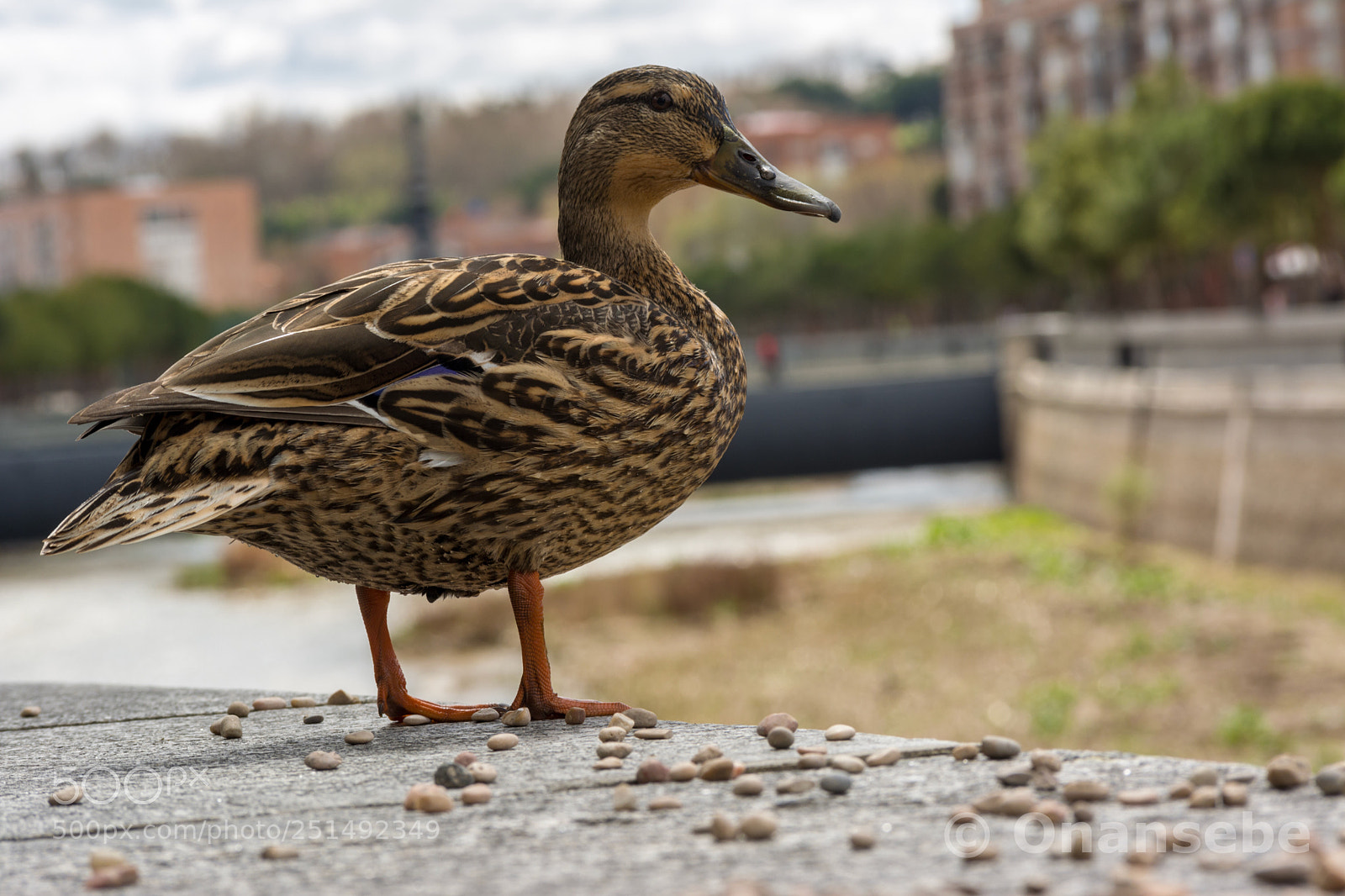 Nikon D5200 sample photo. Pato photography