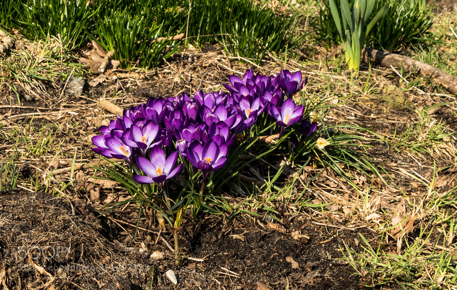 Panasonic Lumix DMC-FZ1000 sample photo. Krokus photography