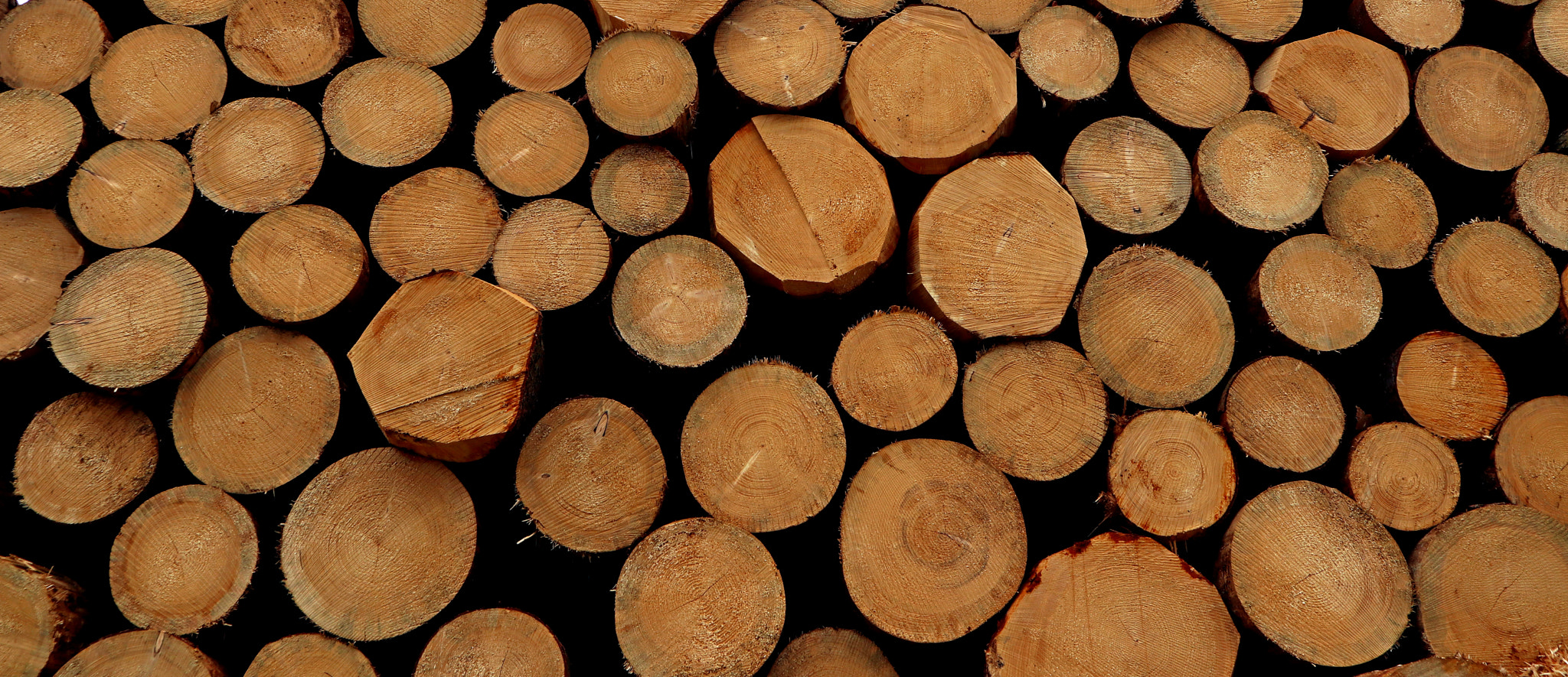 Canon EOS M5 sample photo. Landfill of wood photography