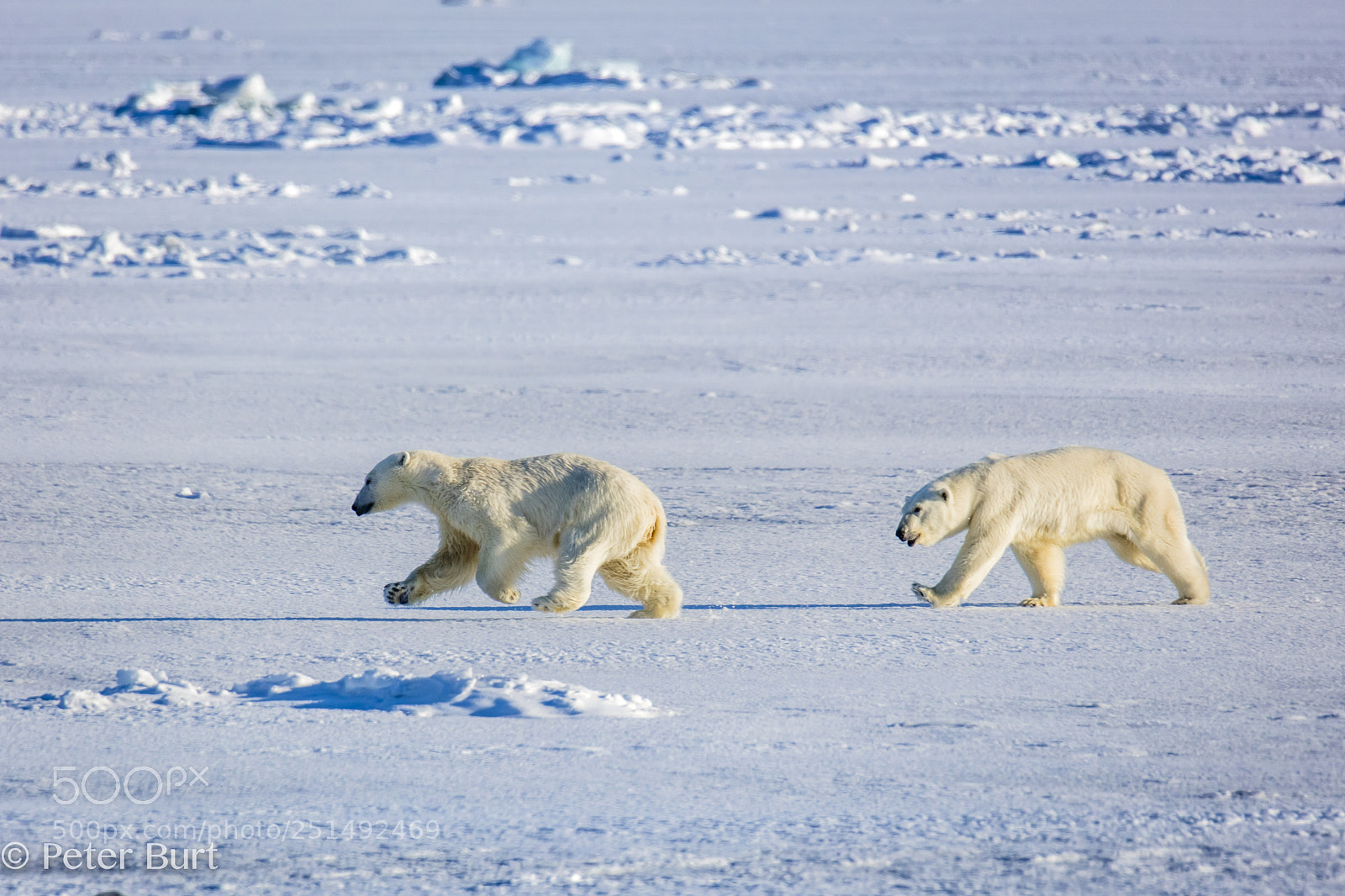 Canon EOS 5DS R sample photo. Running bears photography