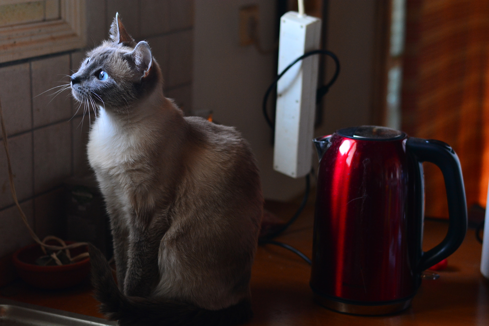 Nikon D5200 + Nikon AF-S Nikkor 50mm F1.8G sample photo. My new kettle! ... απ' τα lidl photography