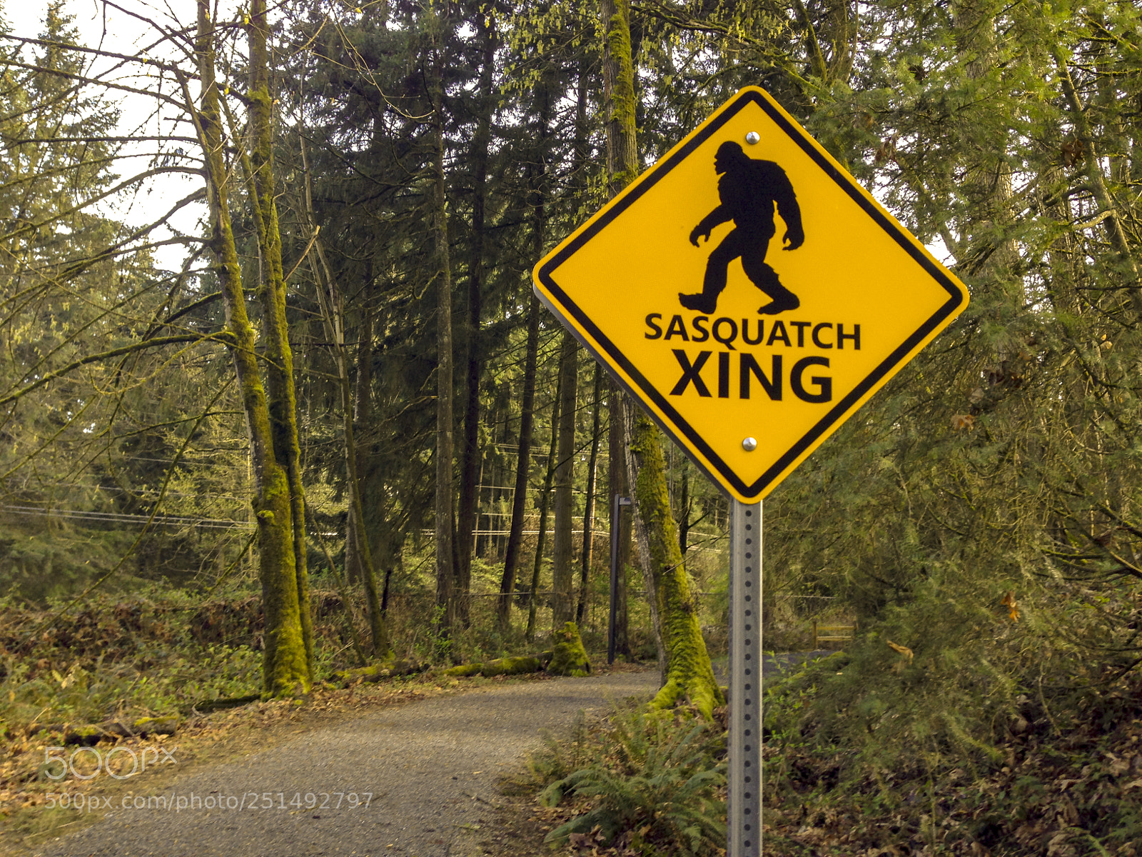 Apple iPhone 5 sample photo. Saquatch crossing at microsoft photography