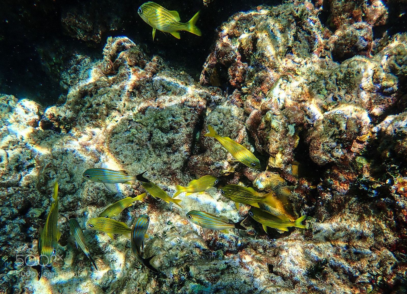 Olympus TG-5 sample photo. Dom rep 4 photography