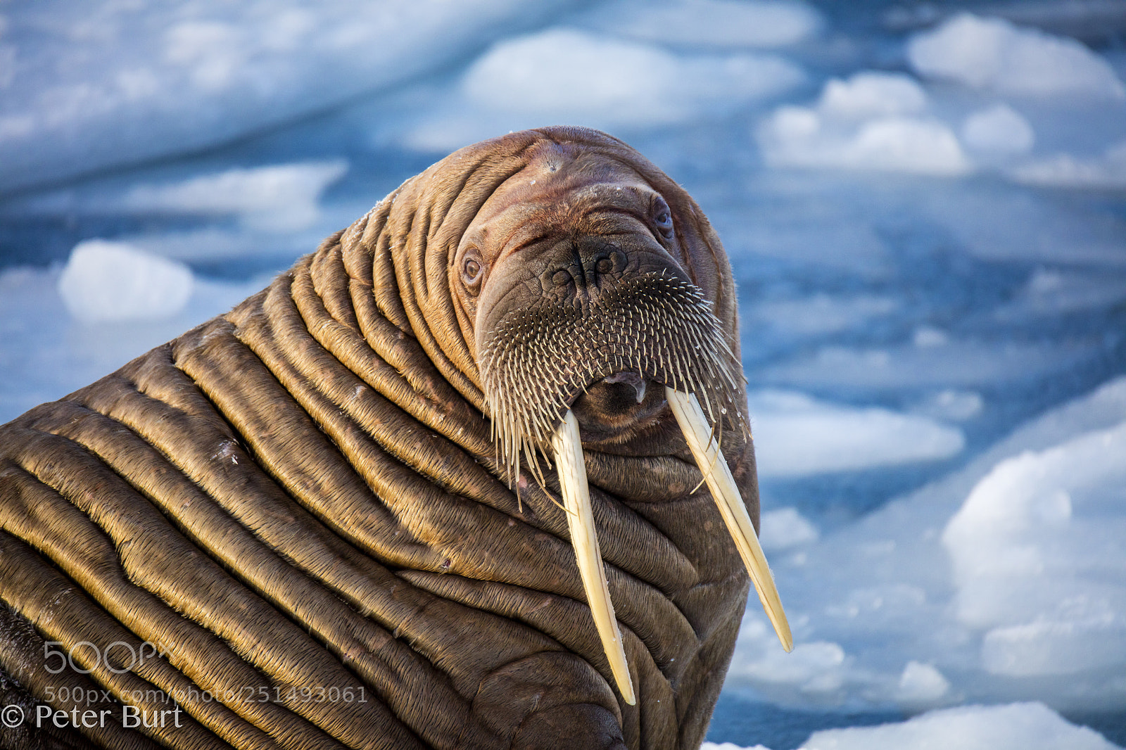 Canon EOS 5DS R sample photo. Mr walrus photography
